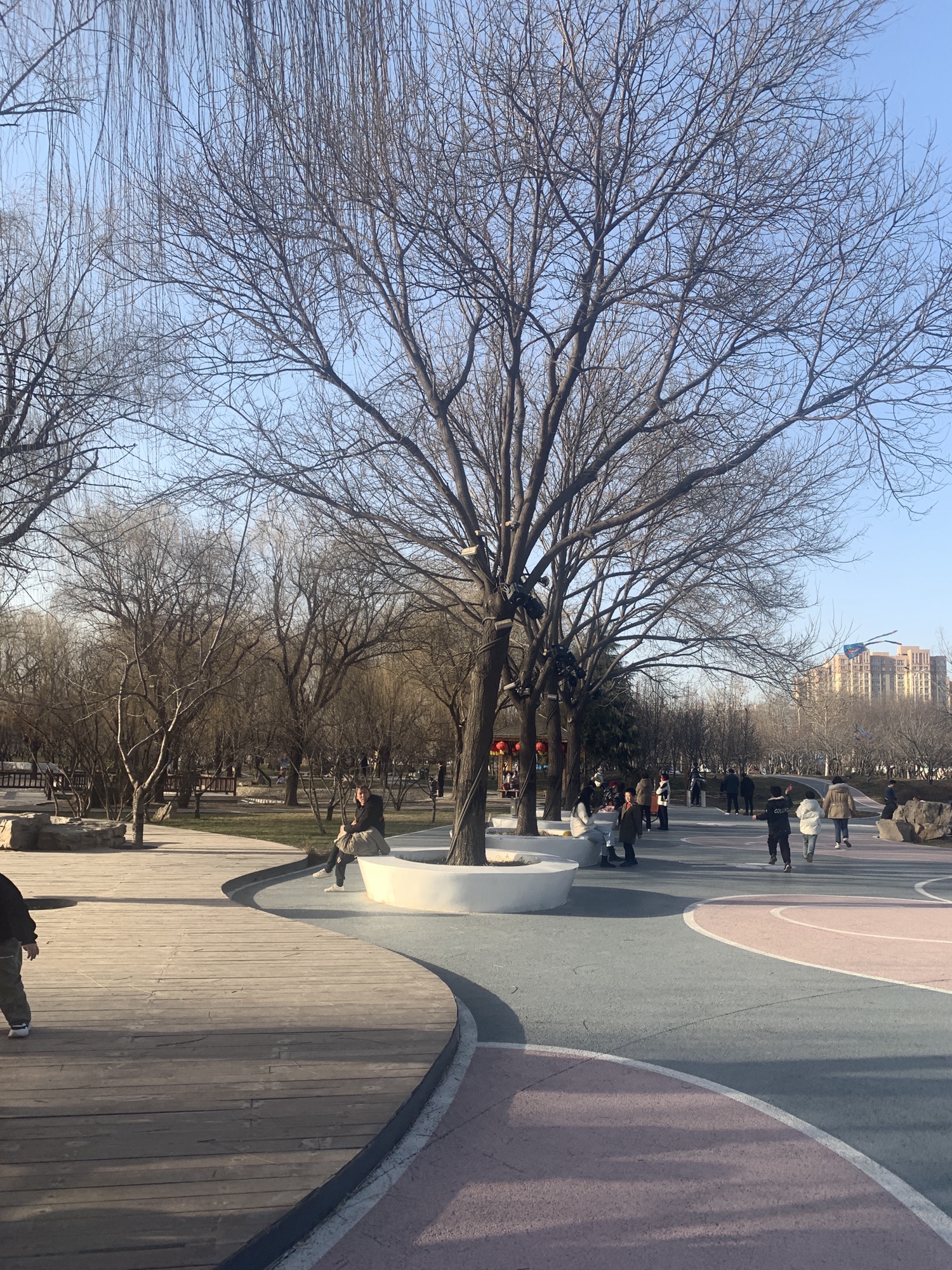 樱花公园旅行图片 2