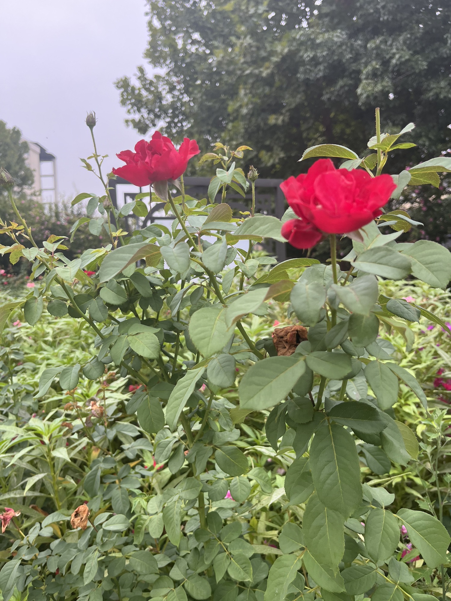 育才公园旅行图片 2