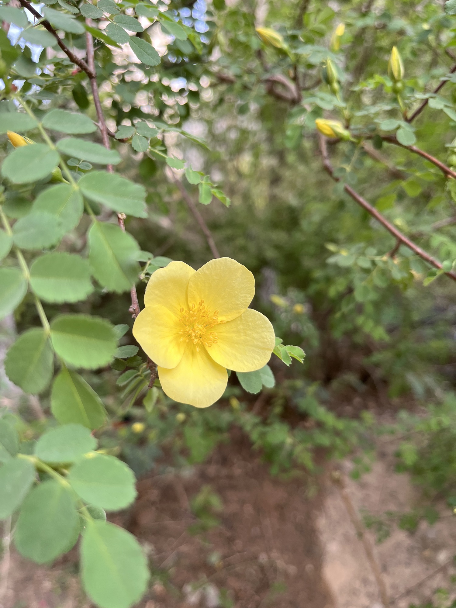育才公园旅行图片 3