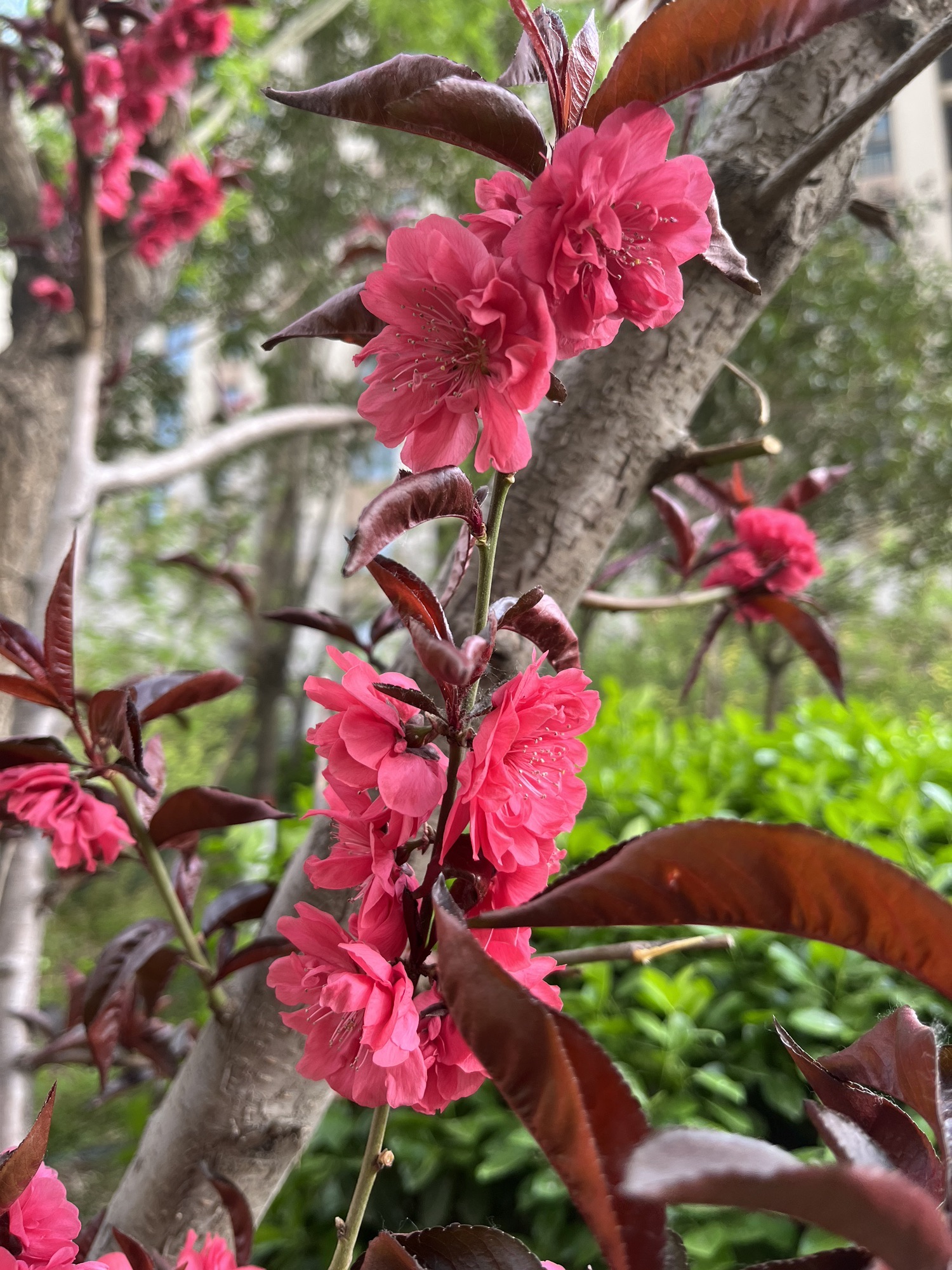 育才公园旅行图片 2