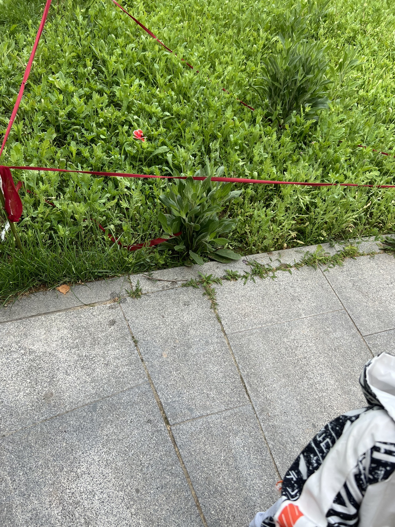 南高基公园旅行图片 3