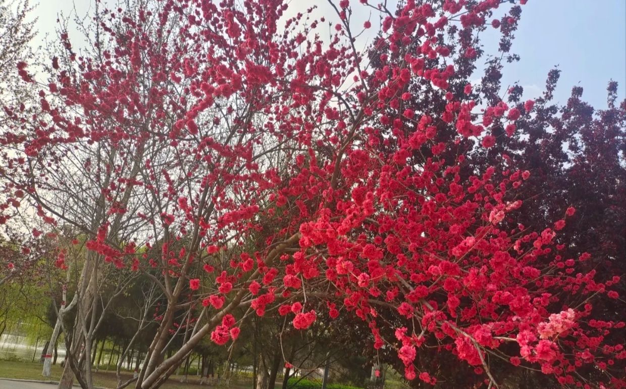 天山公园旅行图片 2