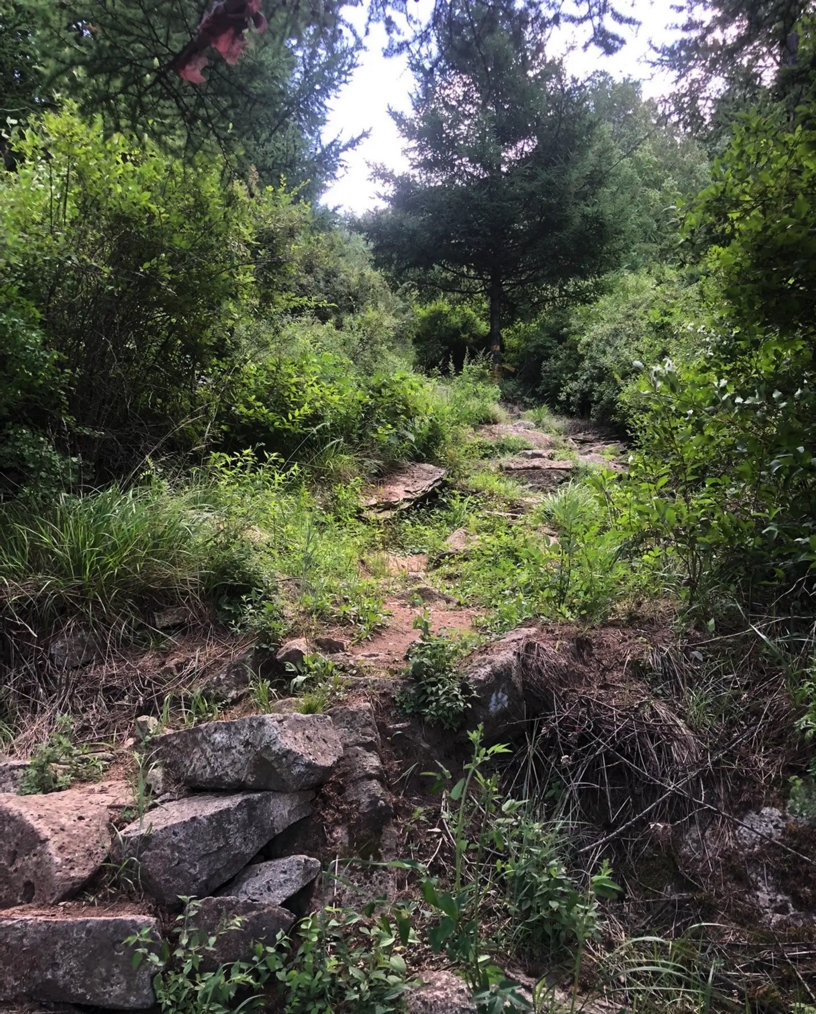大茂山景区(暂停开放)旅行图片 1