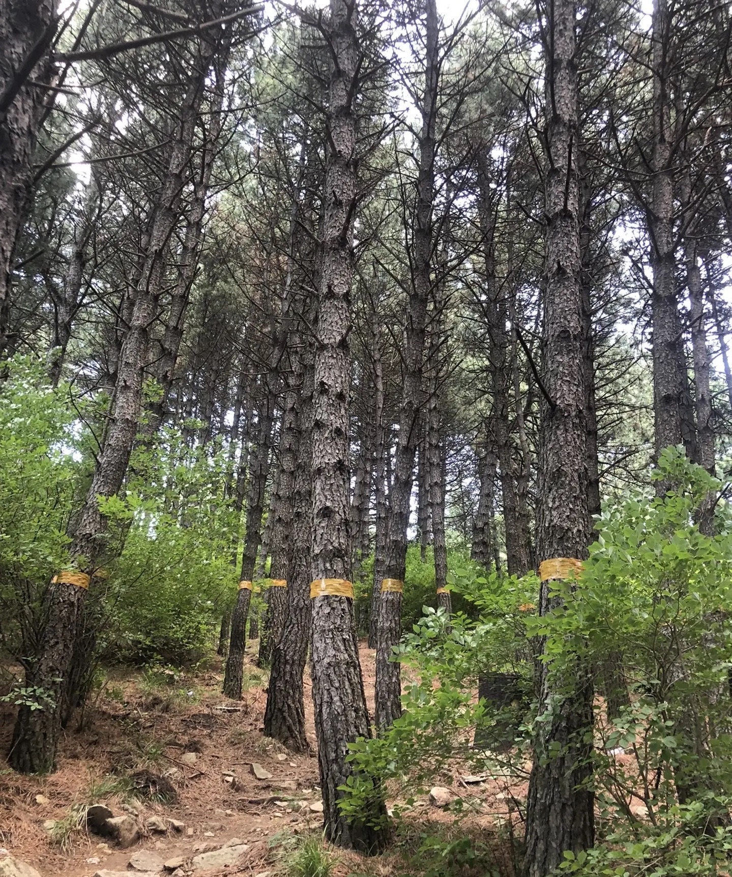 大茂山景区(暂停开放)旅行图片 2