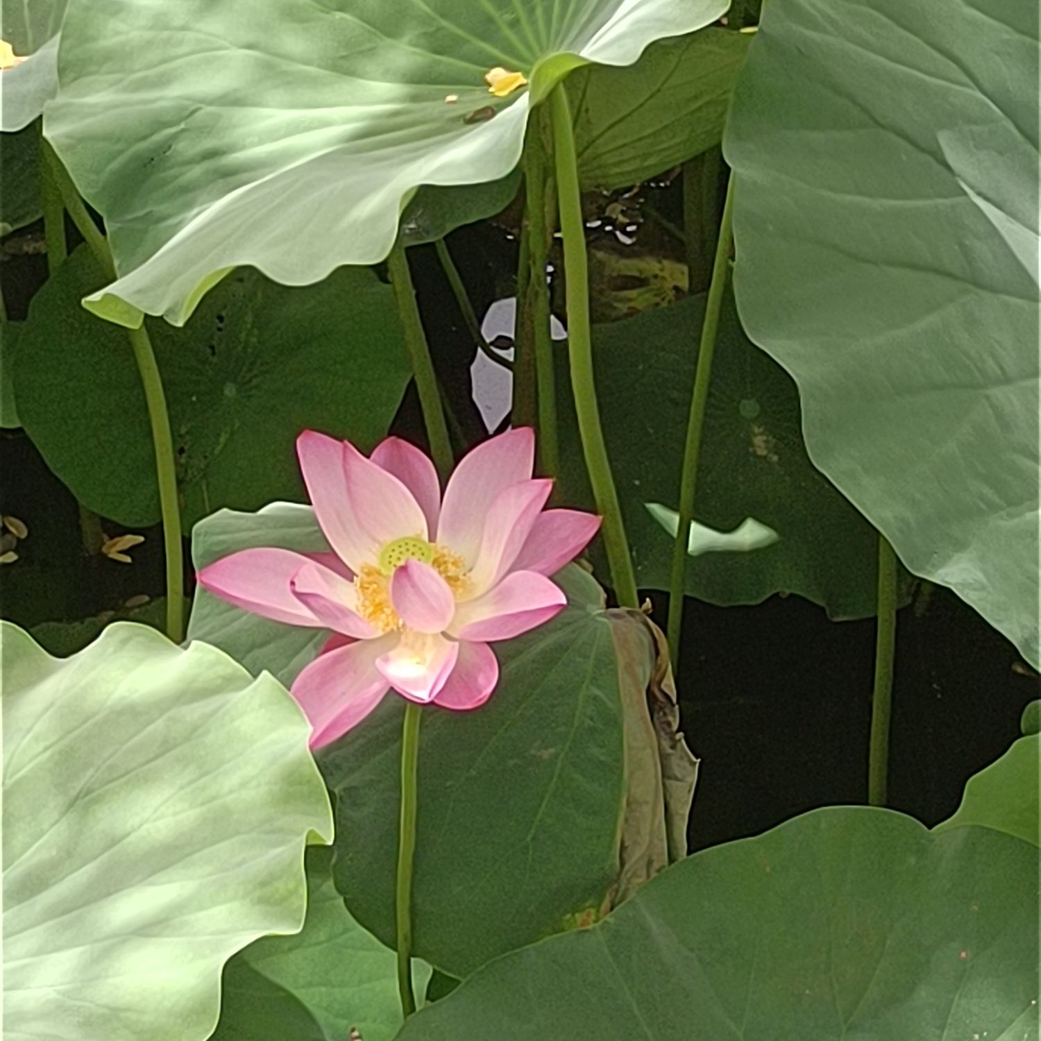莲池书院博物馆(古莲花池)旅行图片 2
