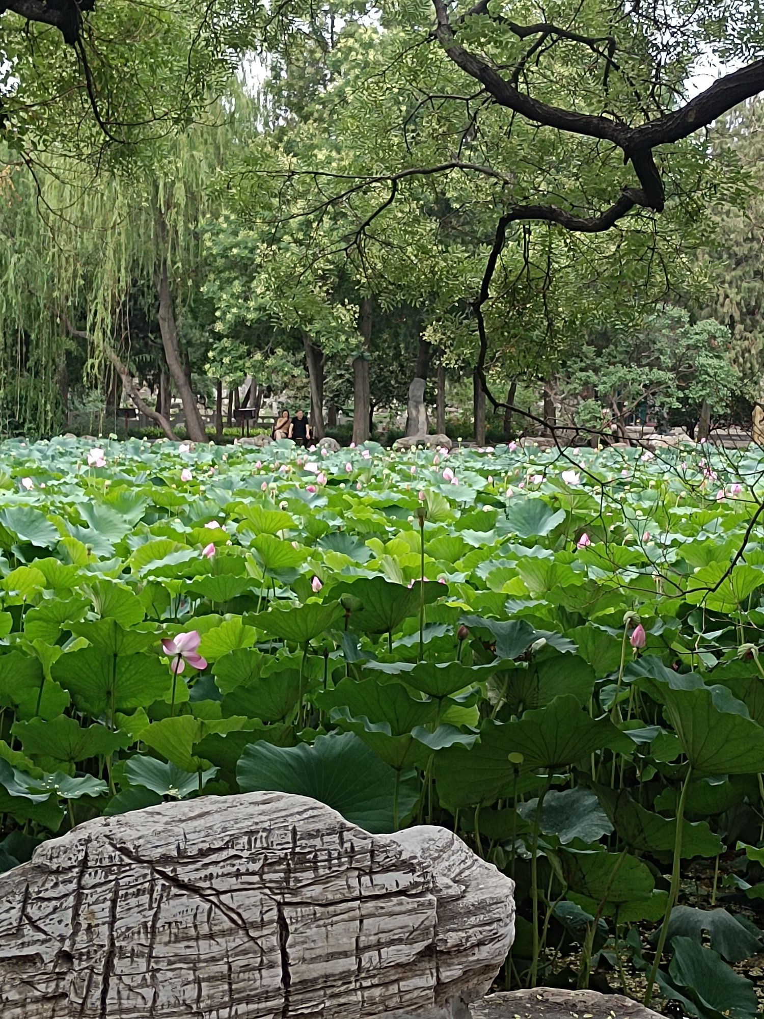 莲池书院博物馆(古莲花池)旅行图片 1