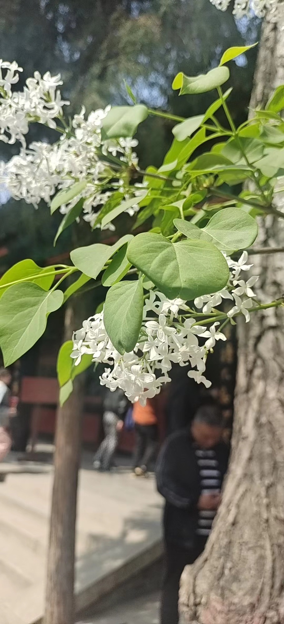 保定直隶总督署博物馆旅行图片 3