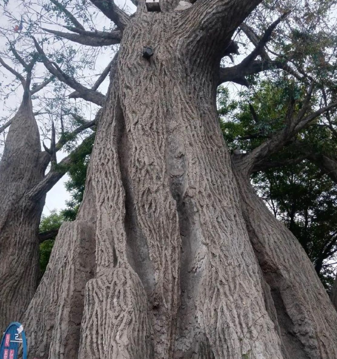 保定植物园旅行图片 2