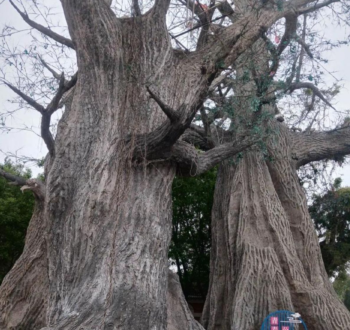 保定植物园旅行图片 1