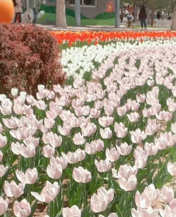 保定植物园旅行图片 1
