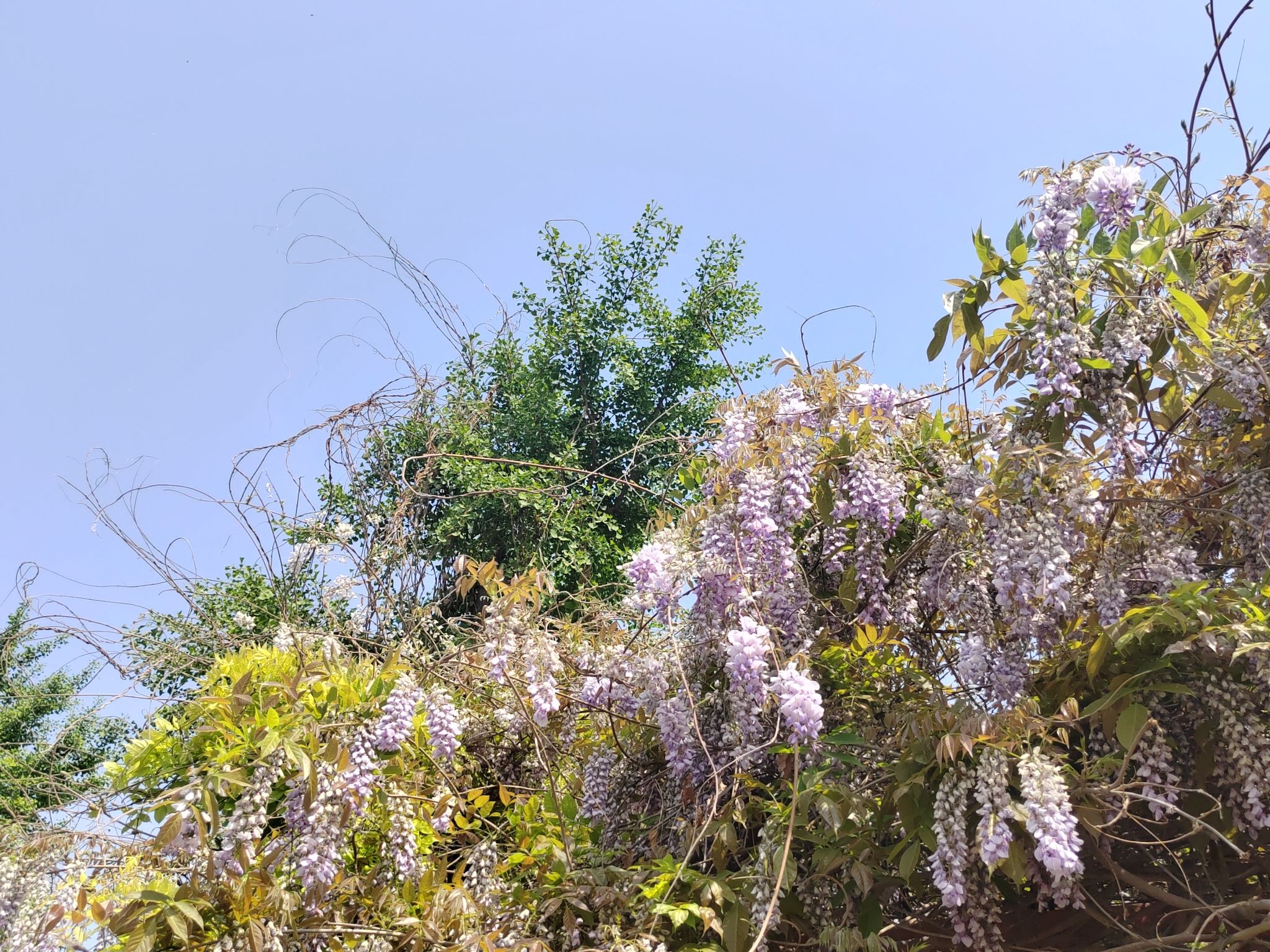 定州市中山公园旅行图片 2