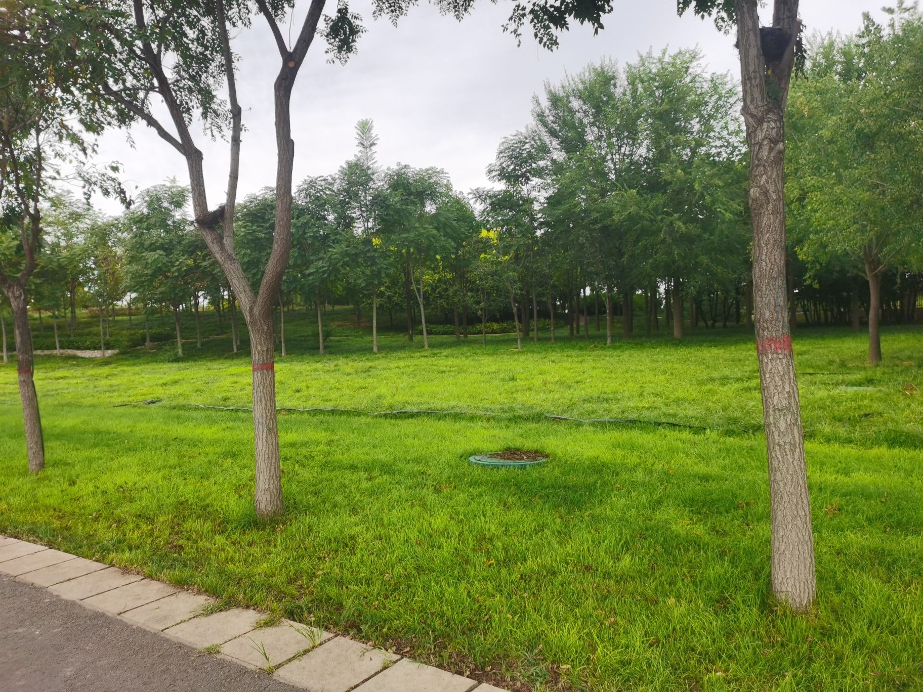 药都公园旅行图片 2