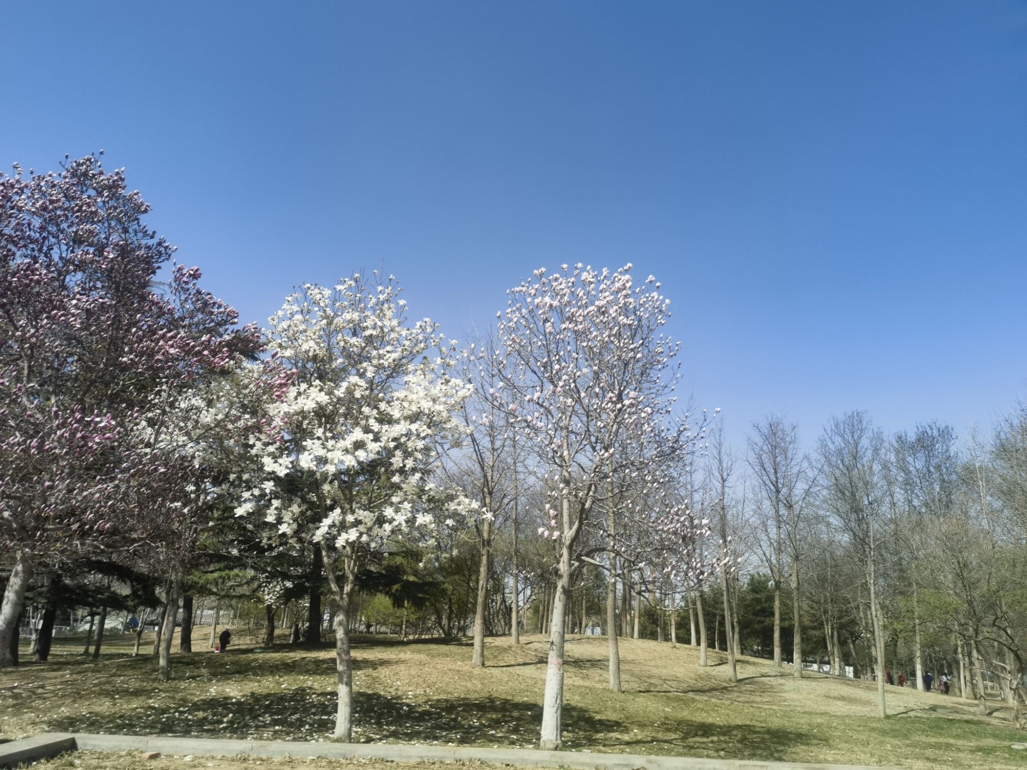 保定军校公园旅行图片 3