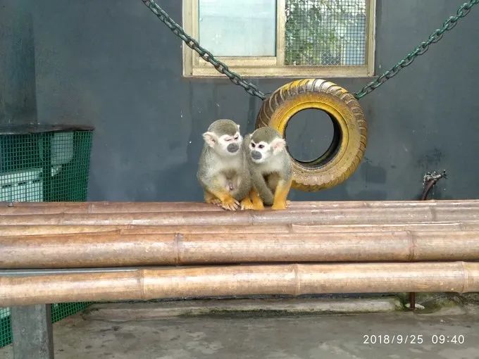 保定市动物园旅行图片 3