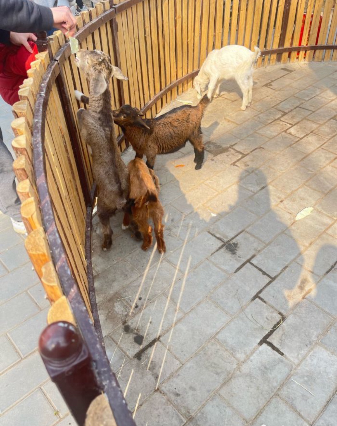 保定市动物园旅行图片 3