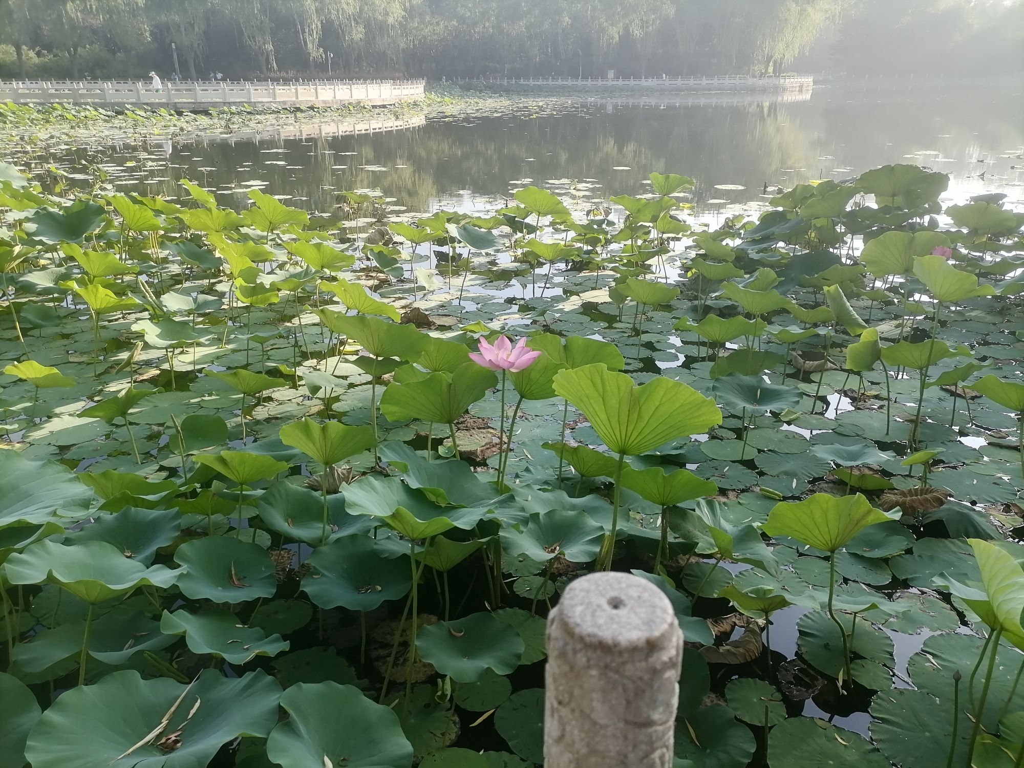 高碑店市植物公园旅行图片 3