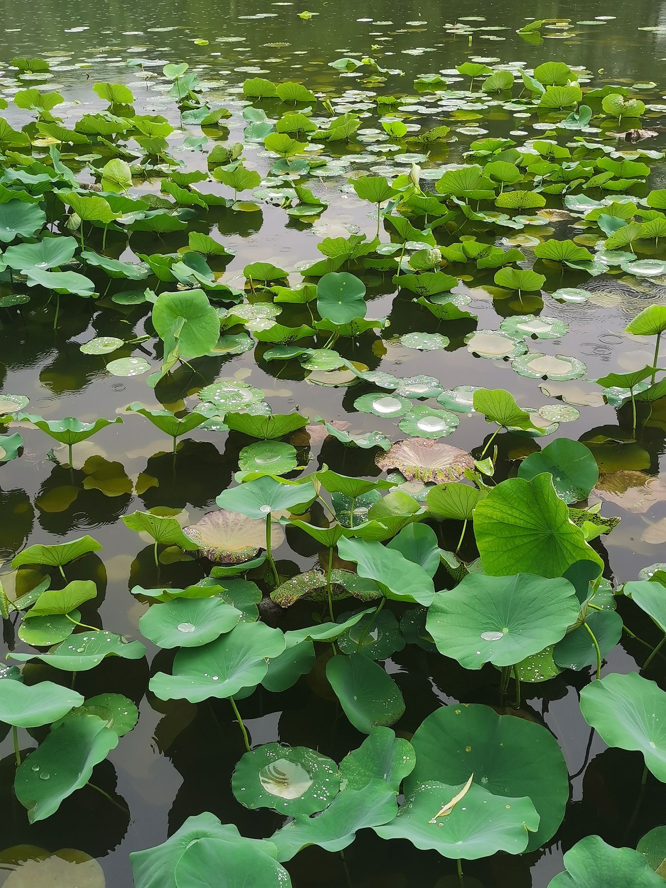 高碑店市植物公园旅行图片 1