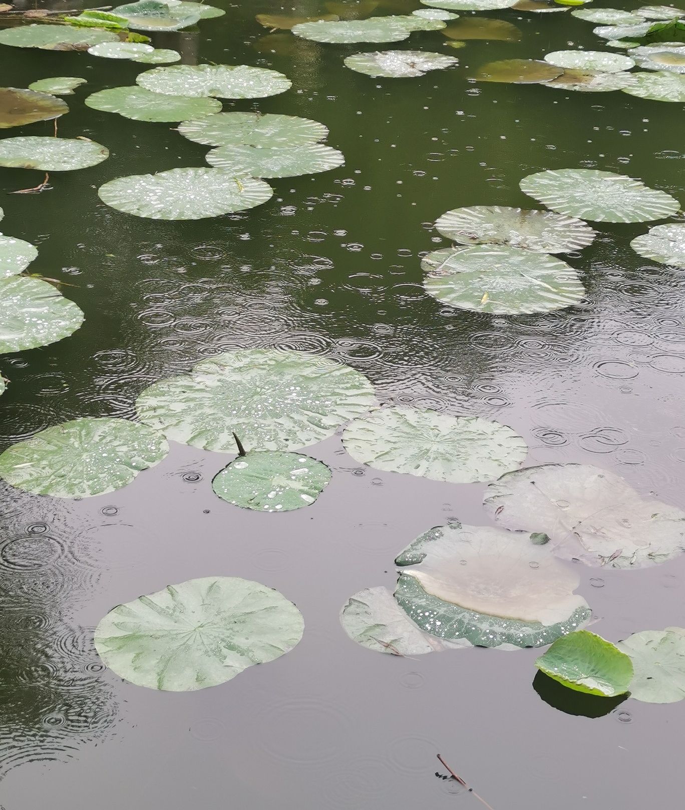 高碑店市植物公园旅行图片 2