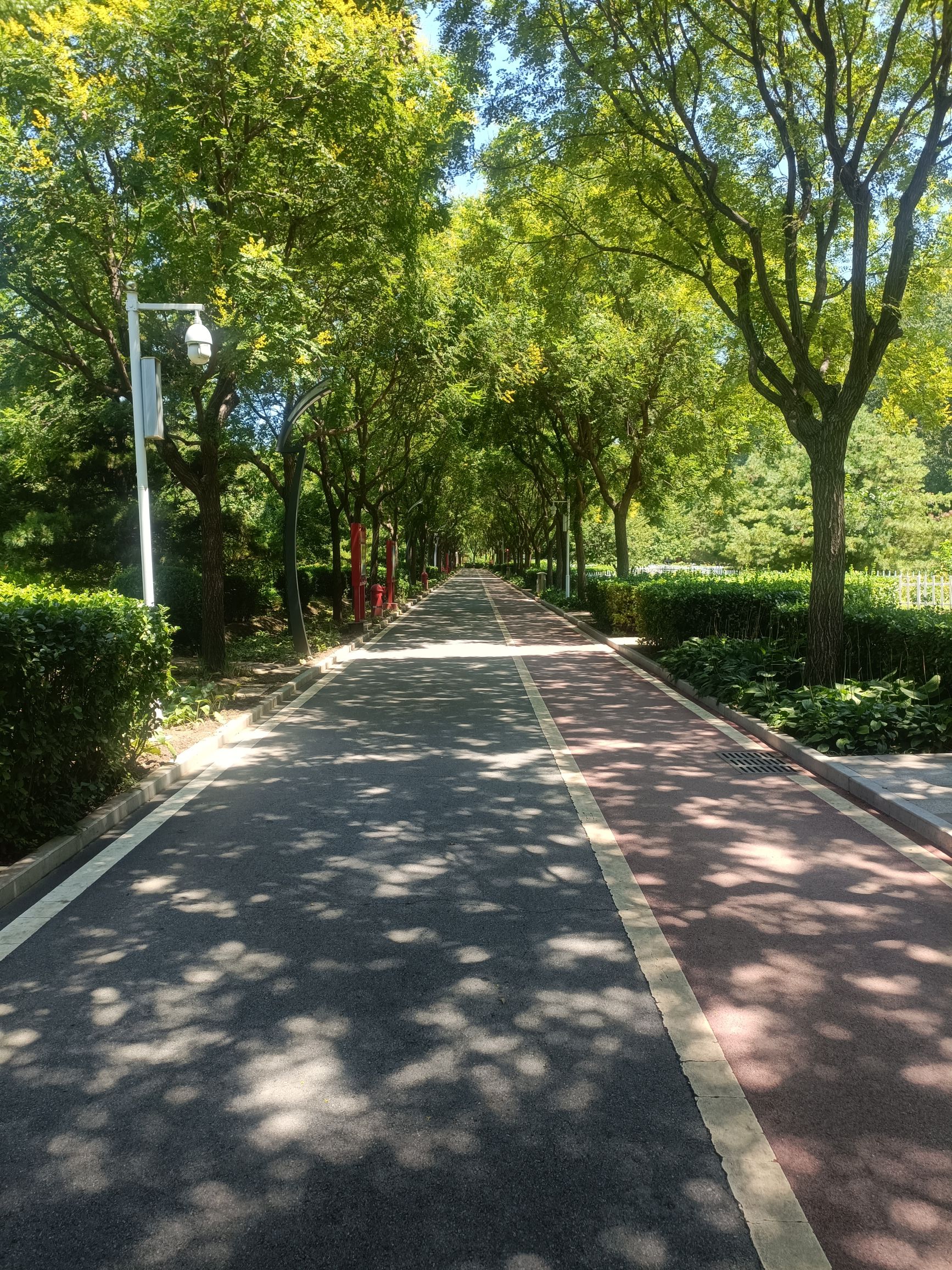 高碑店市植物公园旅行图片 1