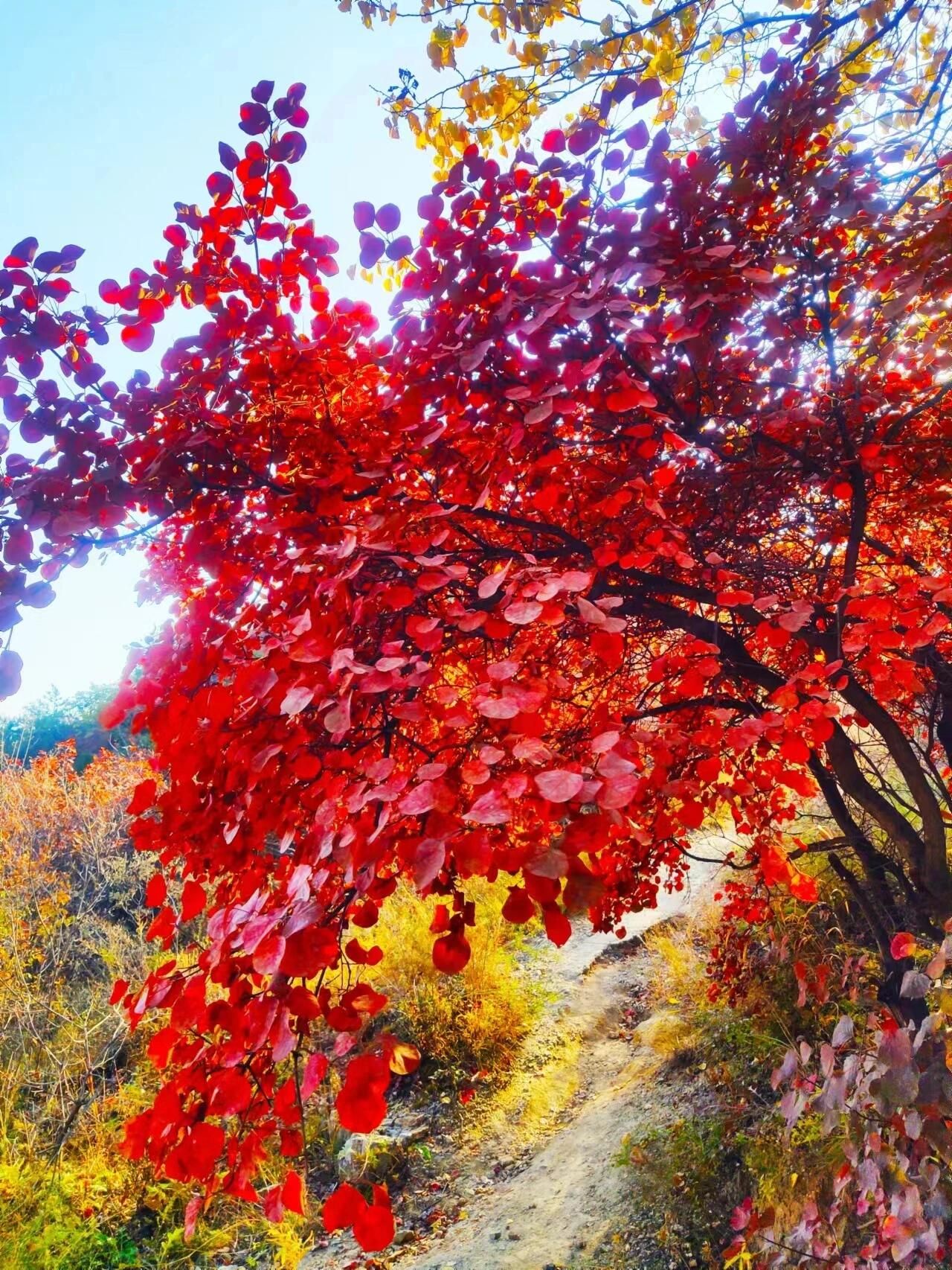 白银坨风景区旅行图片 2