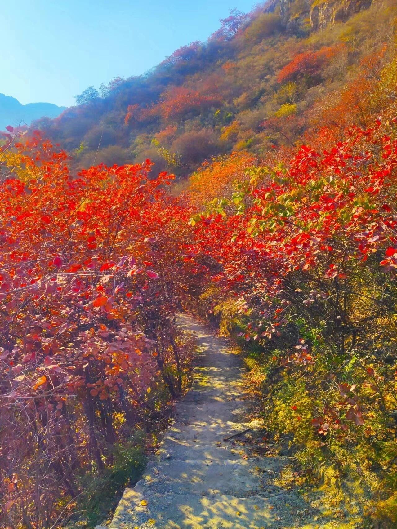 白银坨风景区旅行图片 3