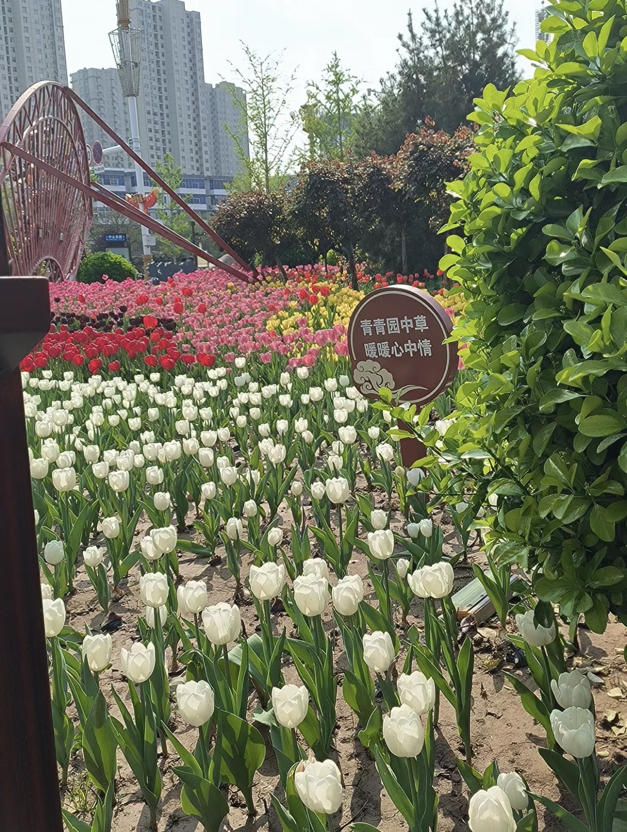张寒晖文化广场旅行图片 2
