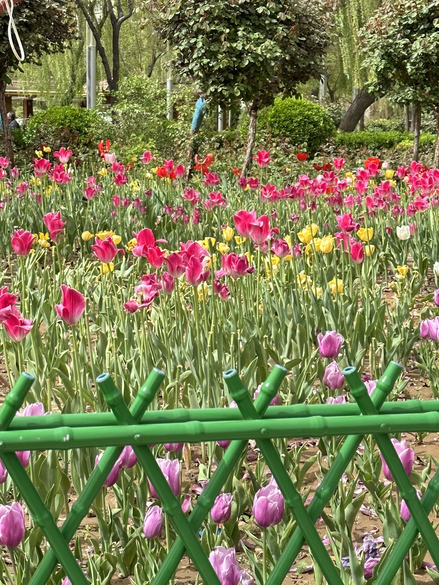张寒晖文化广场旅行图片 1