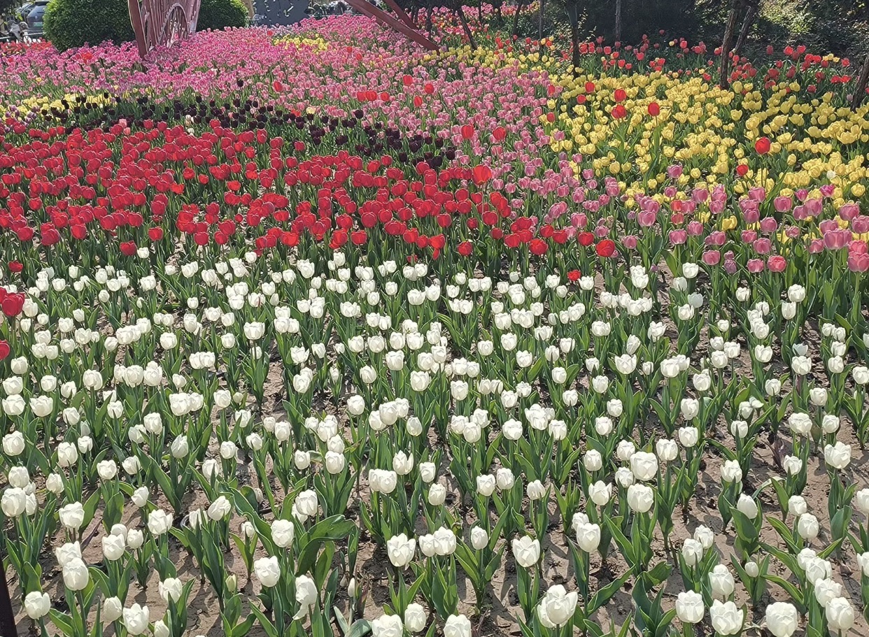 张寒晖文化广场旅行图片 3