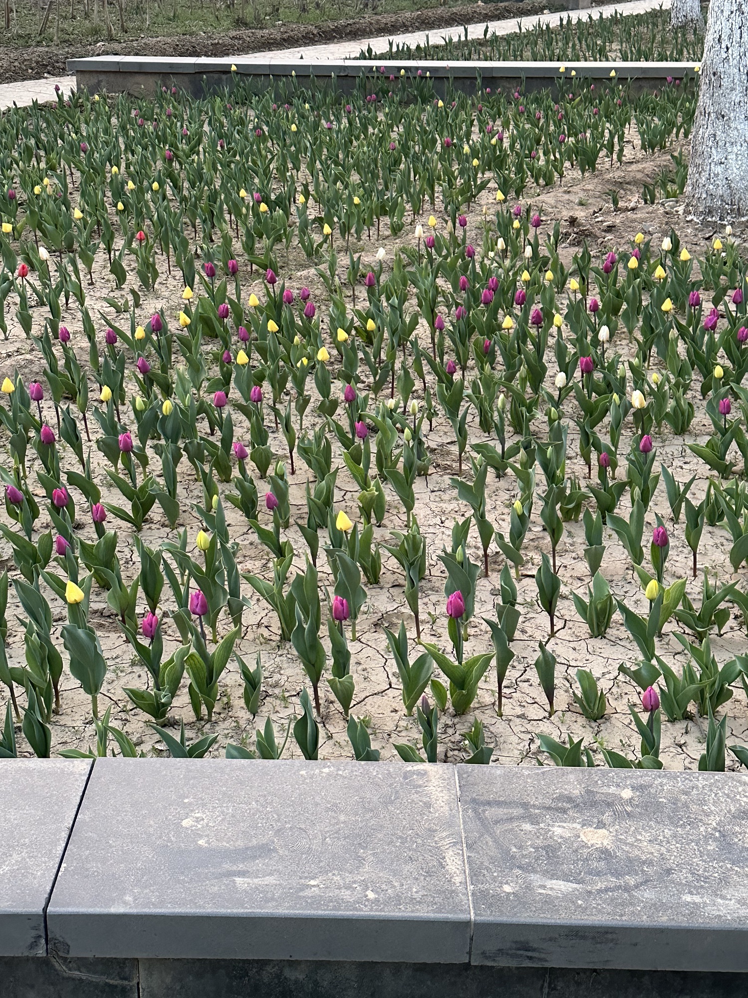 保定市林草生态园旅行图片 2