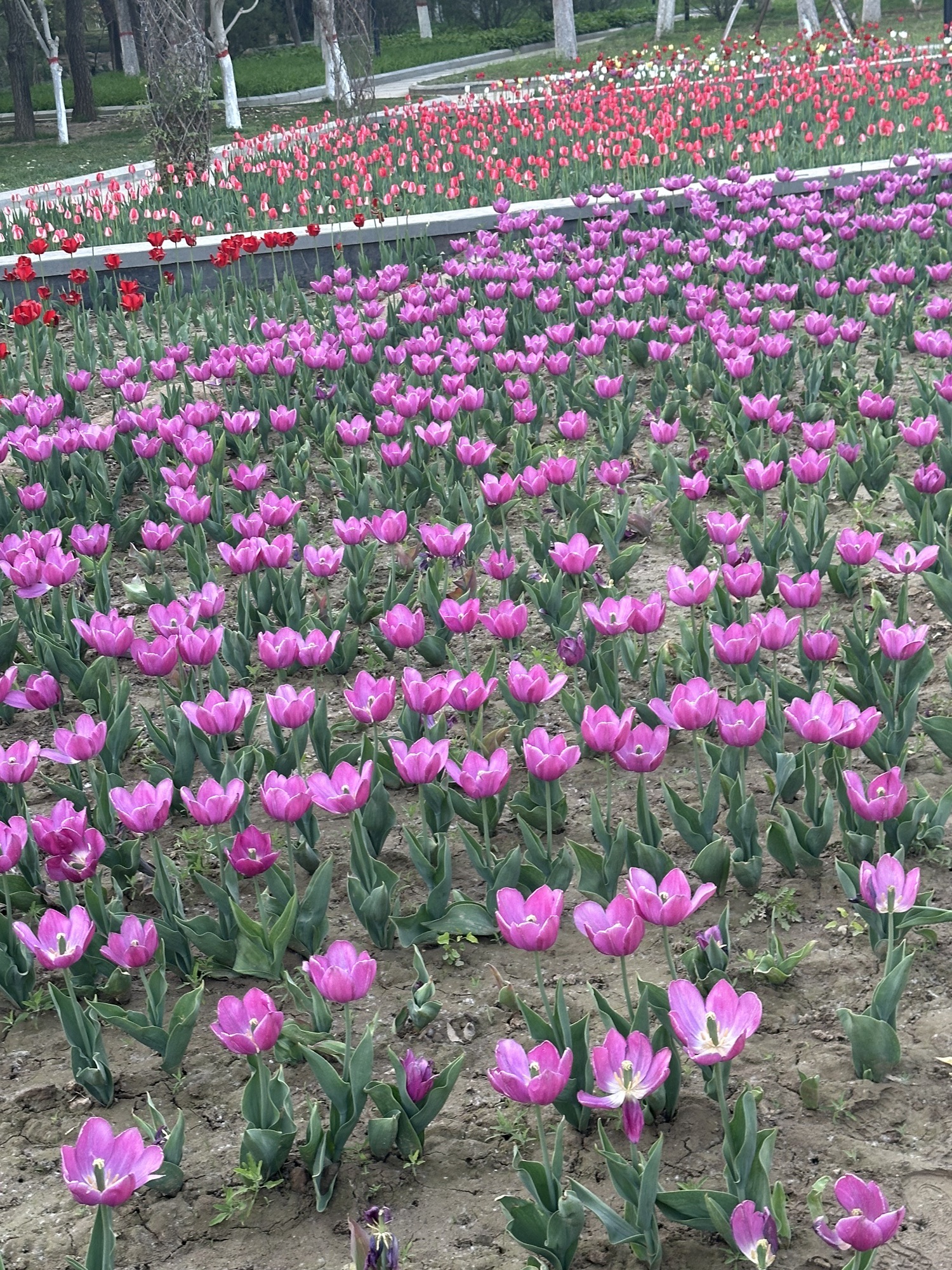 保定市林草生态园旅行图片 3