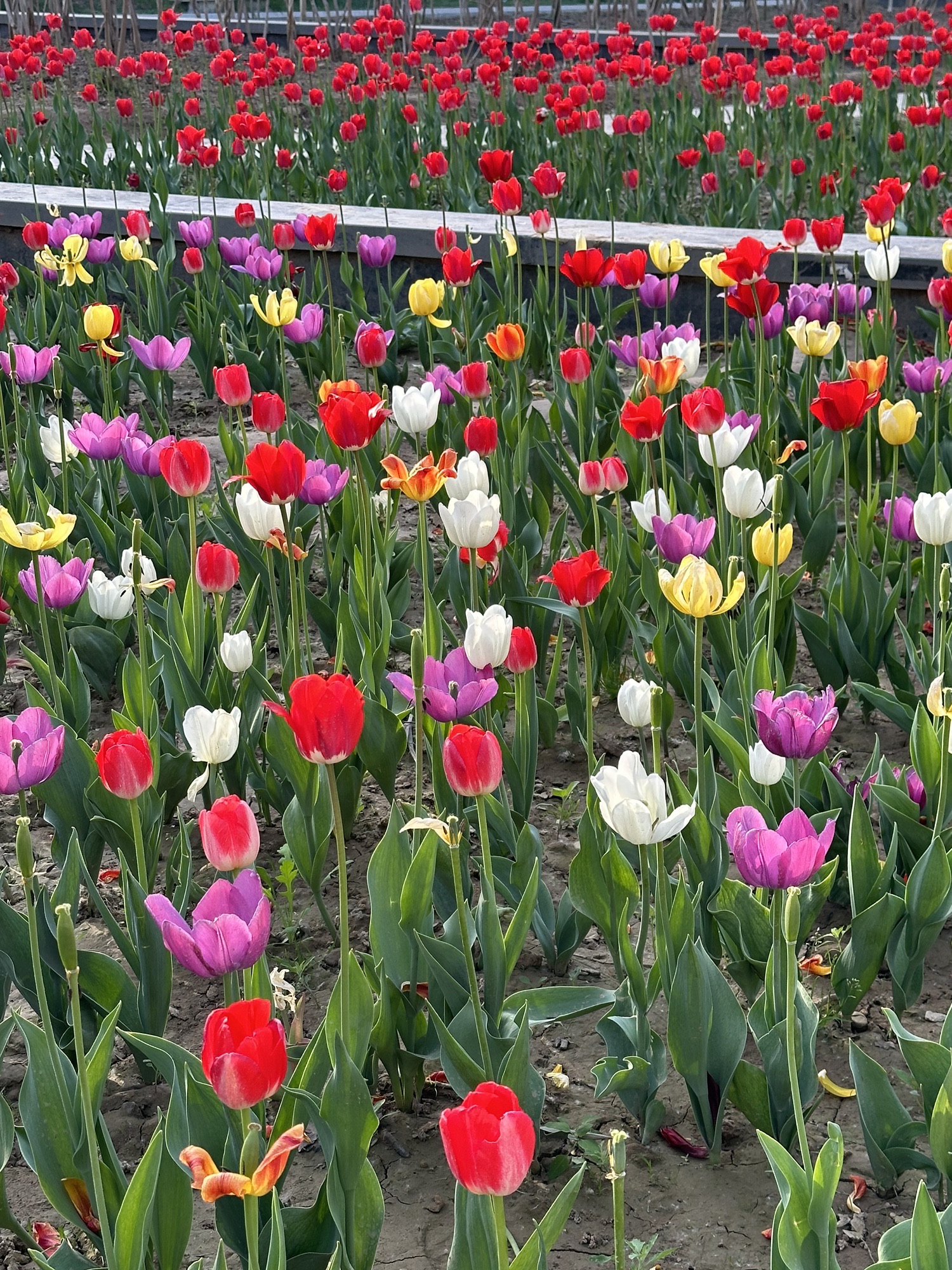 保定市林草生态园旅行图片 1