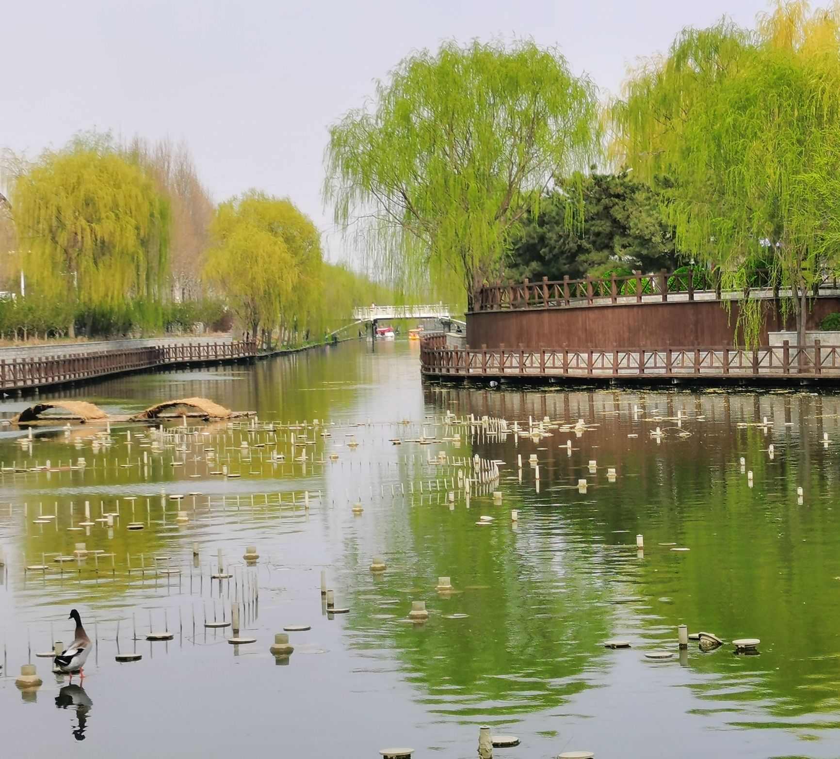 保定市林草生态园旅行图片 3