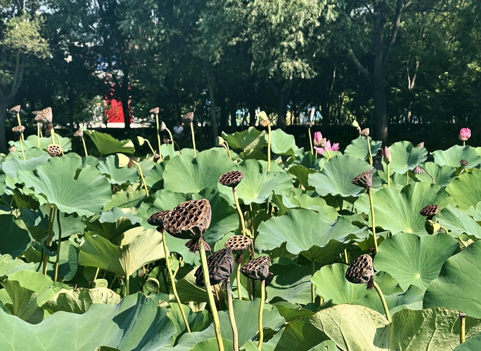 清苑公园旅行图片 2