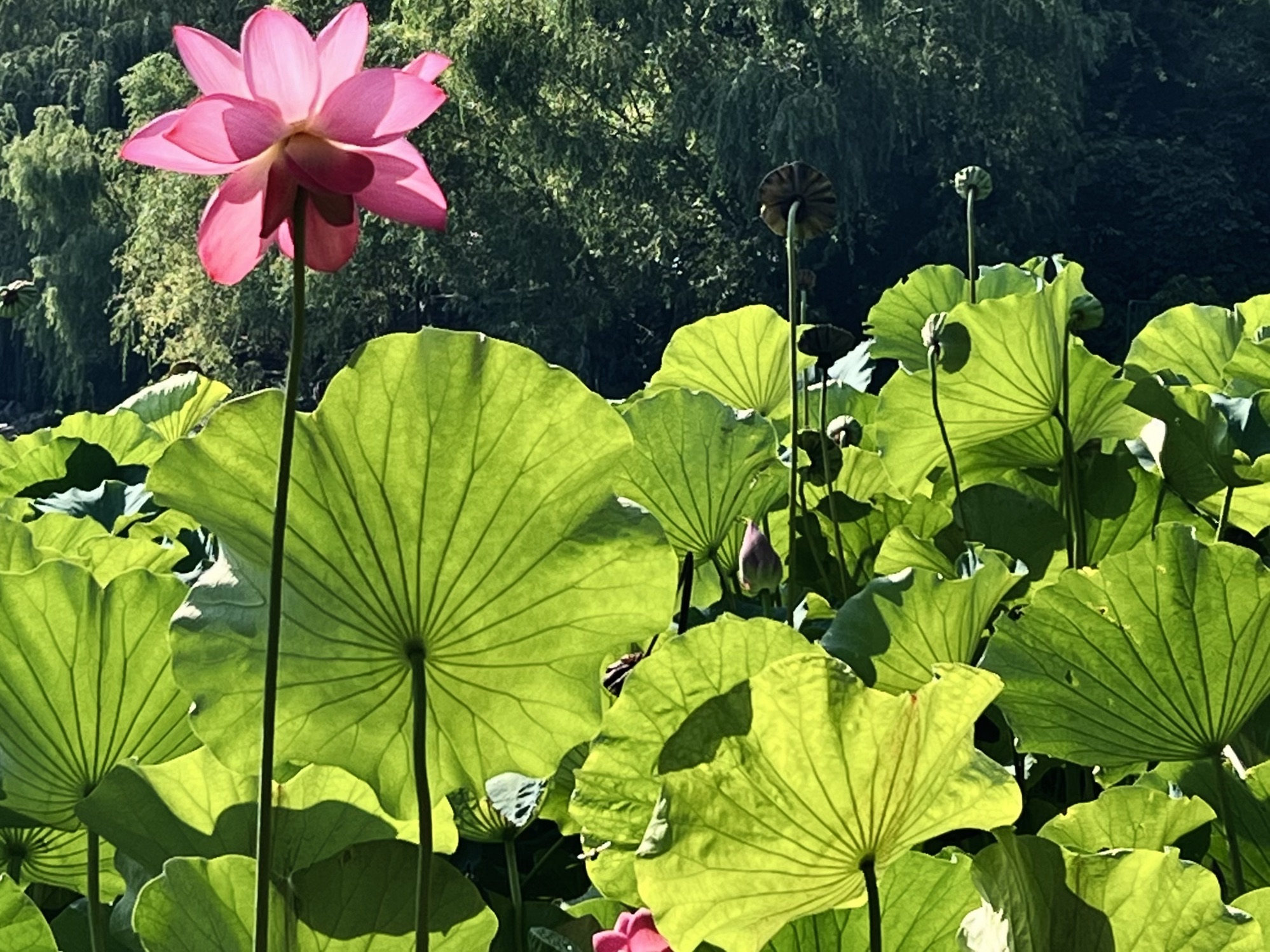 清苑公园旅行图片 1
