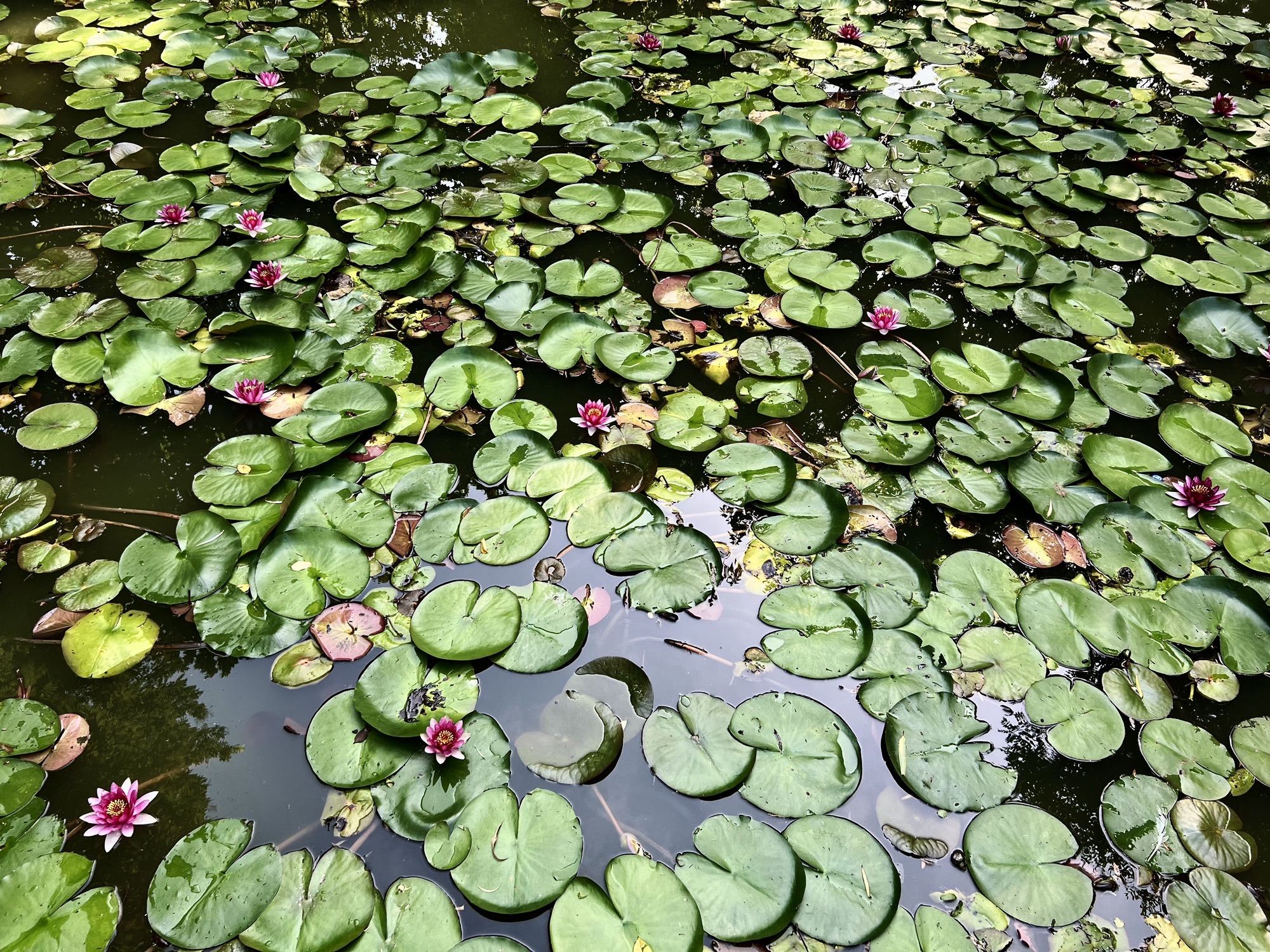 清苑公园旅行图片 3