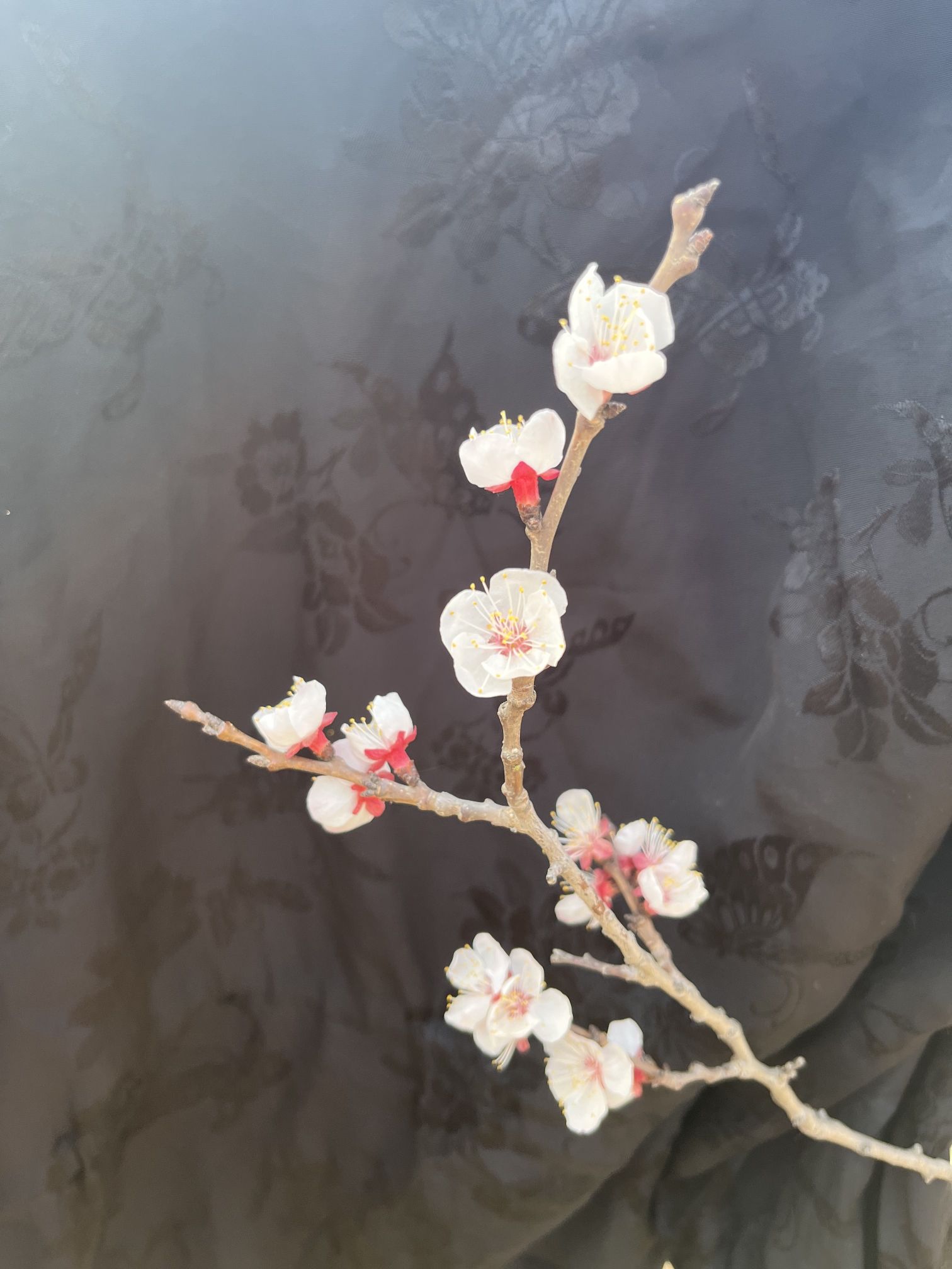 杏林山水公园旅行图片 2