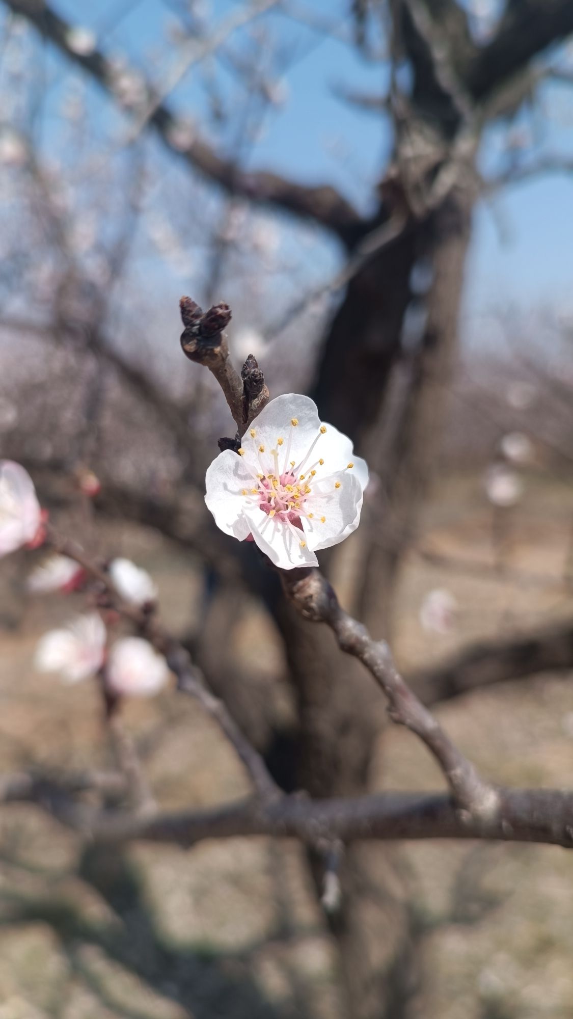 杏林山水公园旅行图片 2