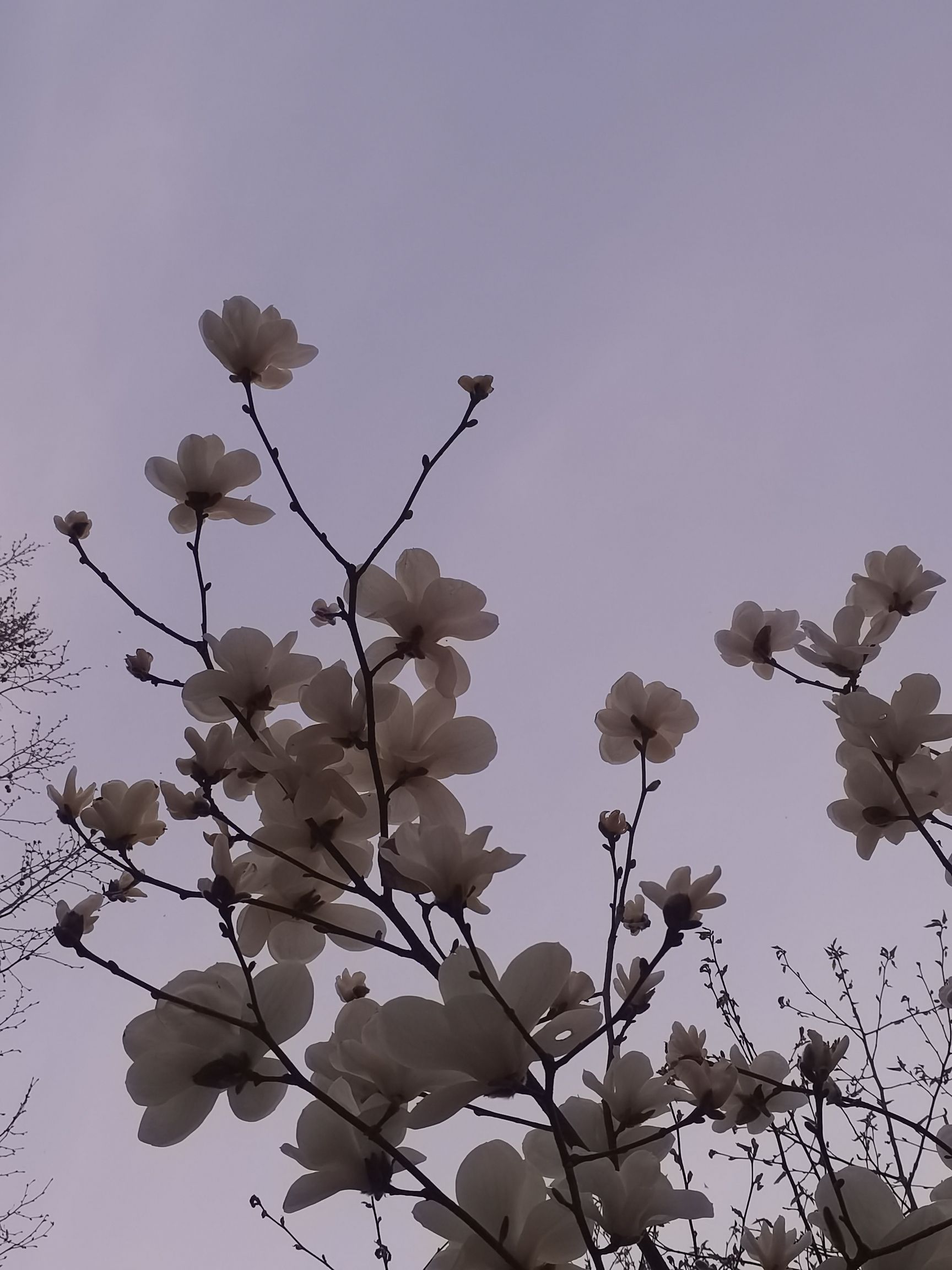 杏林山水公园旅行图片 3