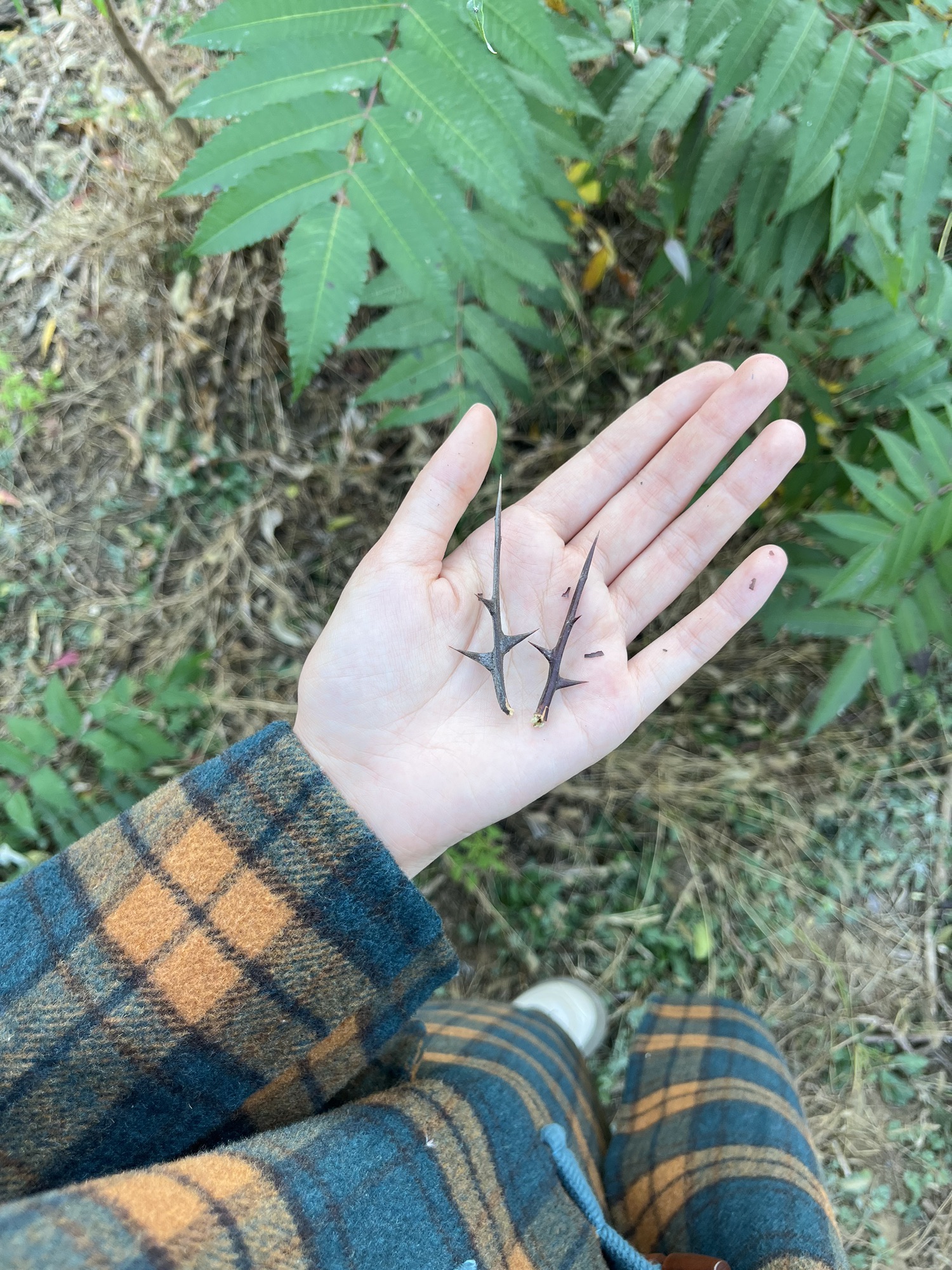 唐县香山生态观光园旅行图片 1