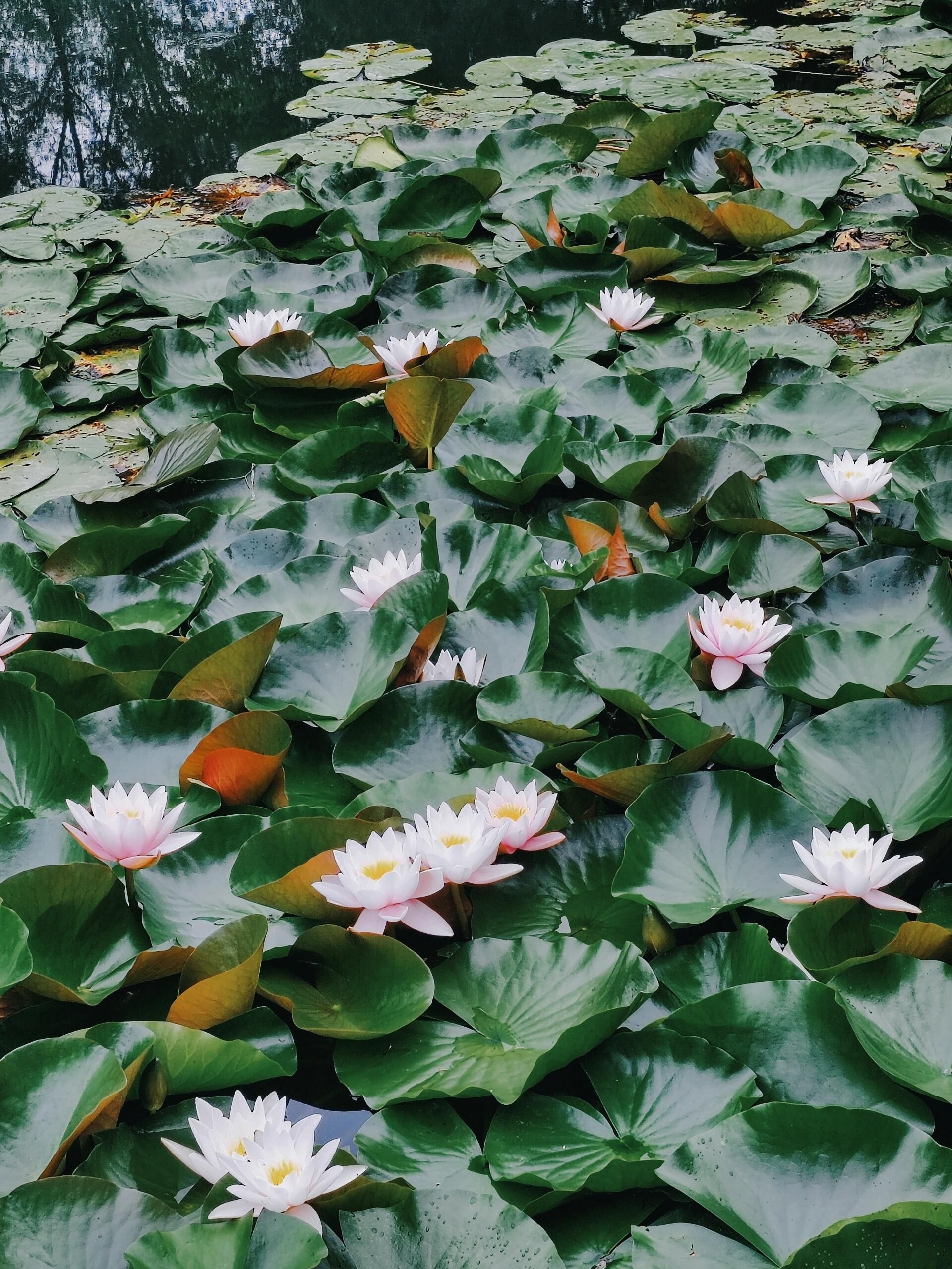 拒马源头旅行图片 2