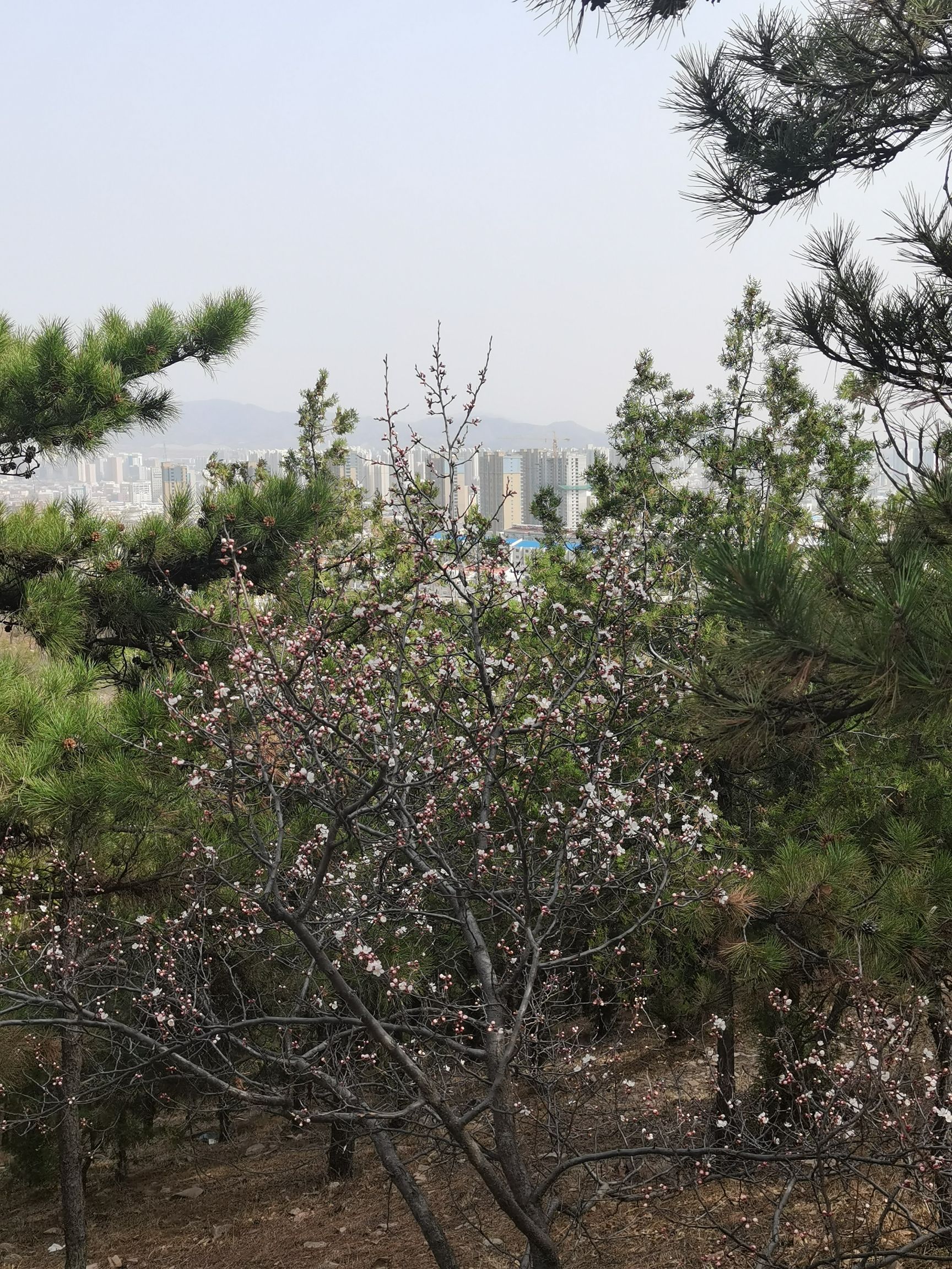 小白山生态公园旅行图片 1