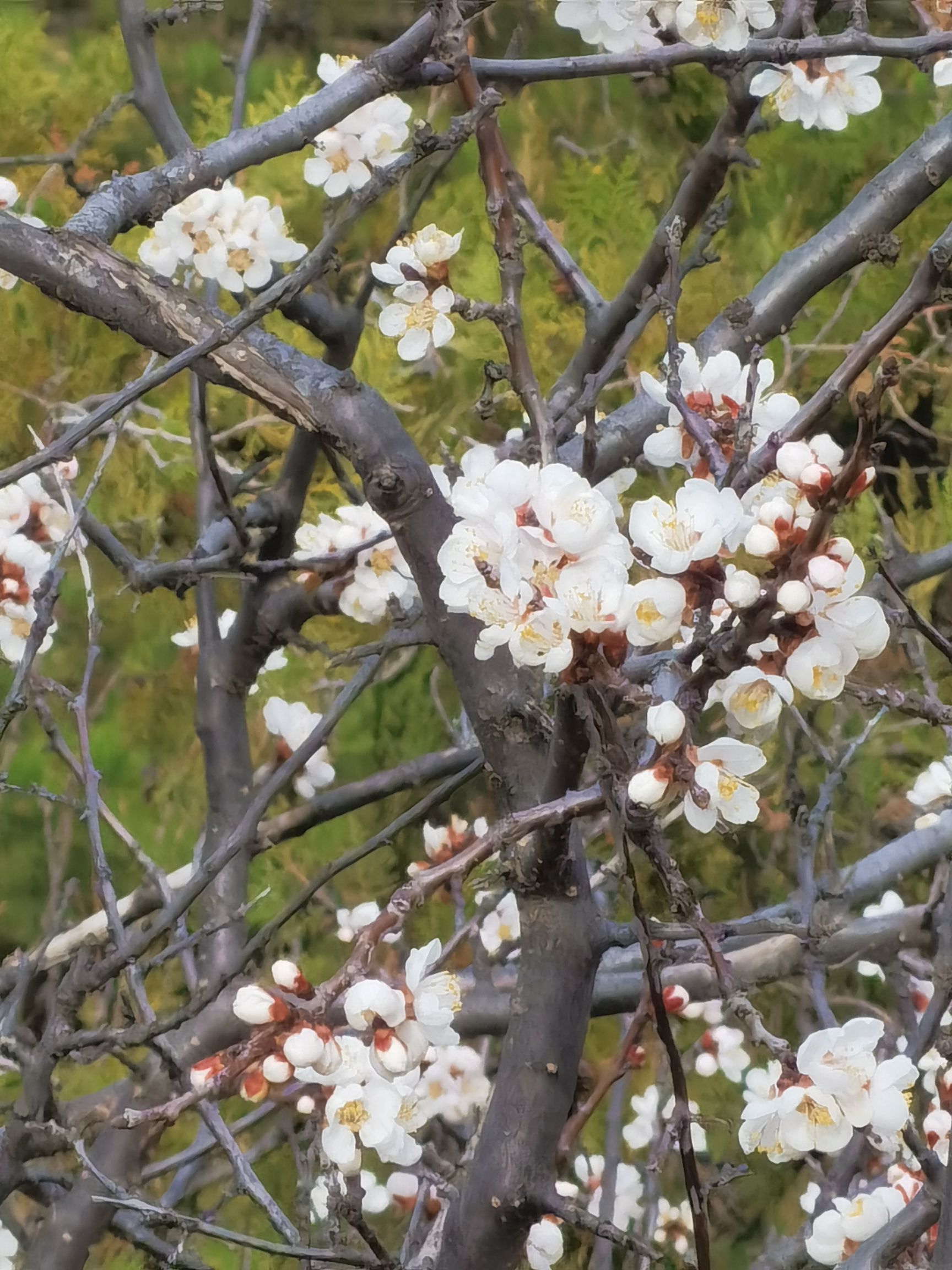 小白山生态公园旅行图片 3