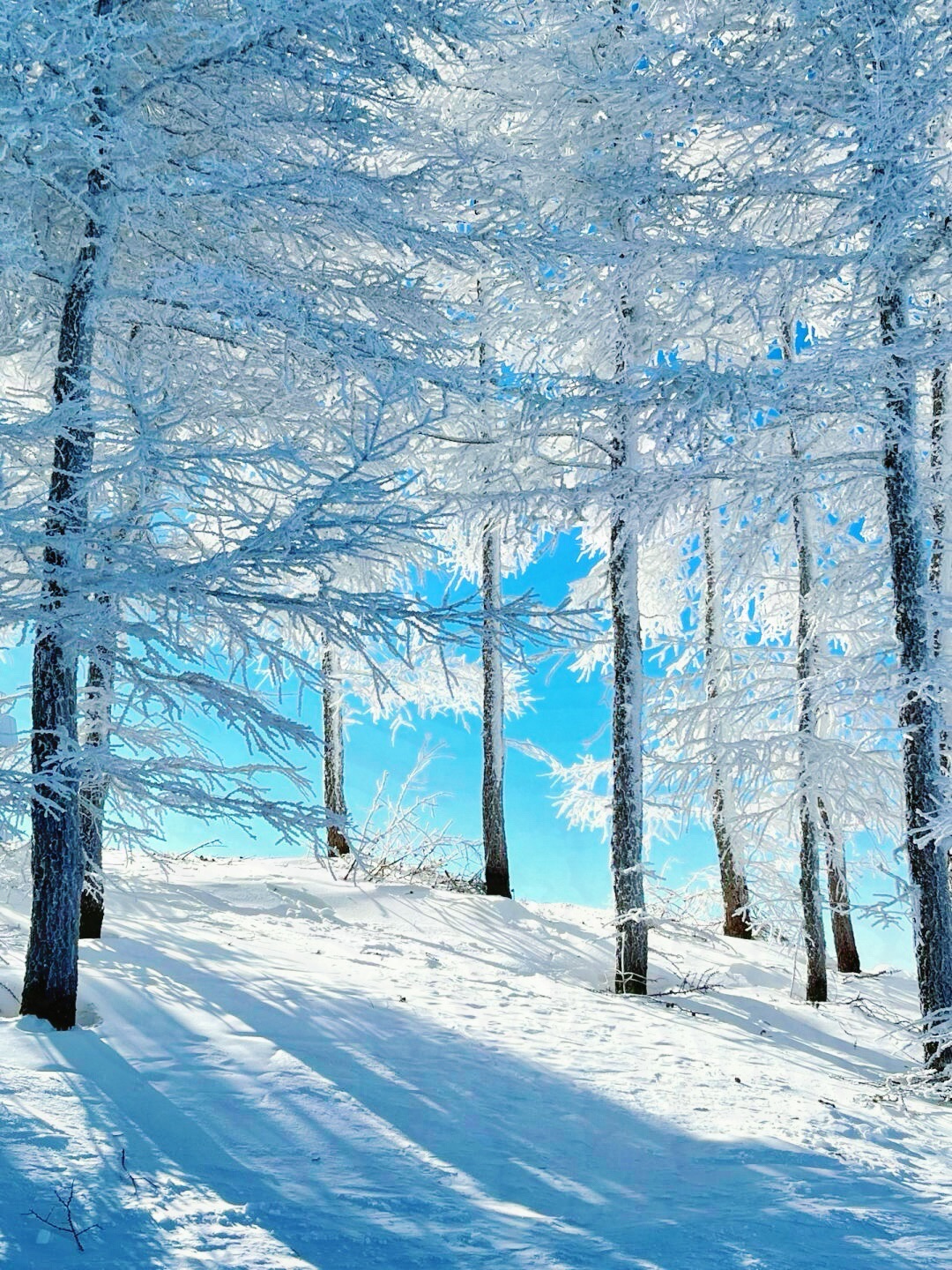 万龙滑雪场旅行图片 1