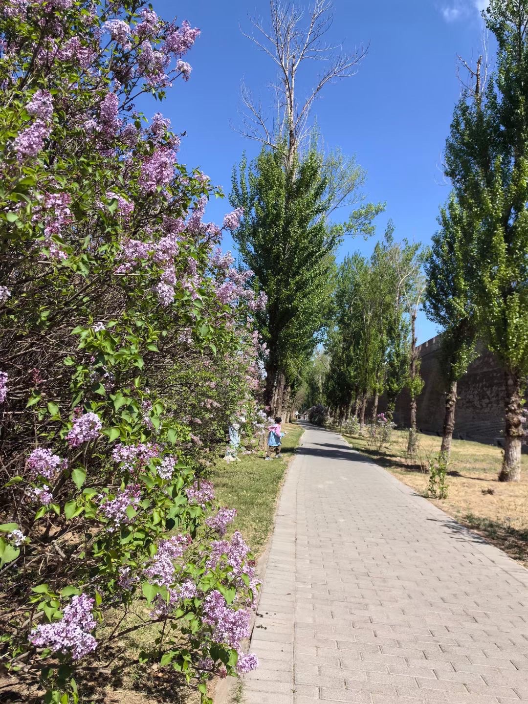 万柳公园旅行图片 2