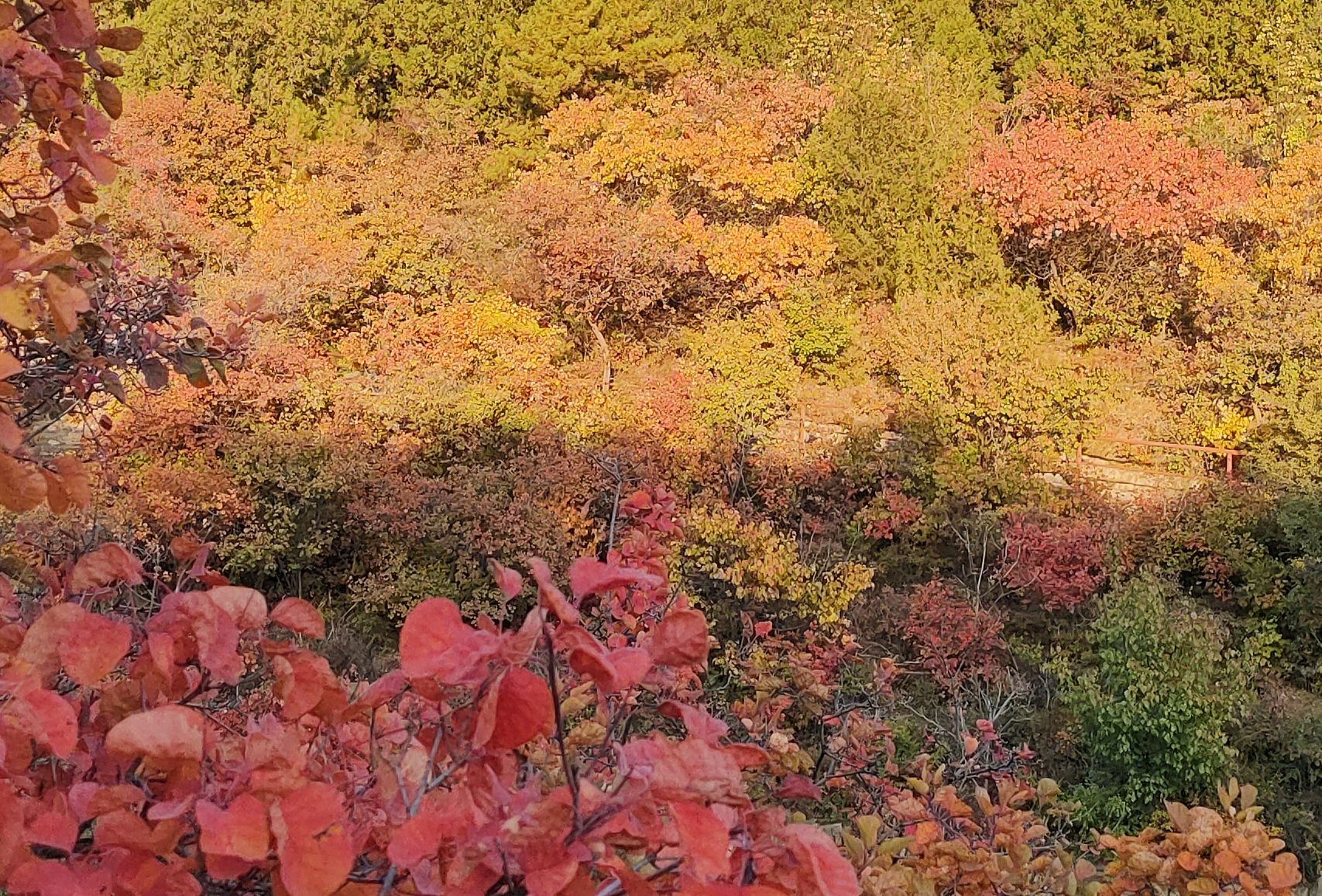 西太平山公园旅行图片 2