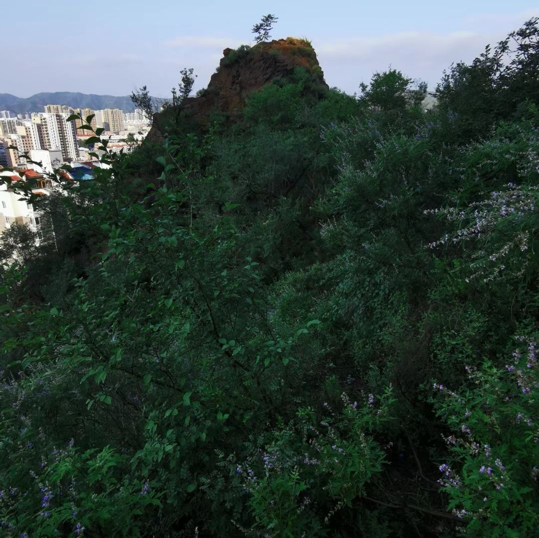 西太平山公园旅行图片 2