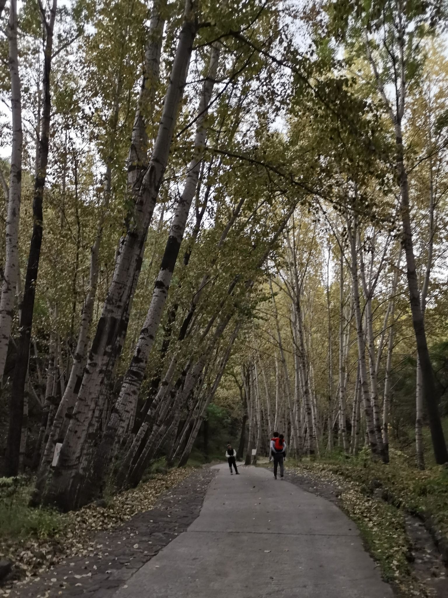 黄龙山庄(暂停开放)旅行图片 2