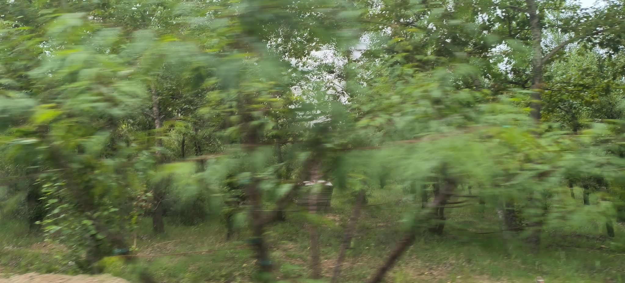 尚义森林公园旅行图片 2