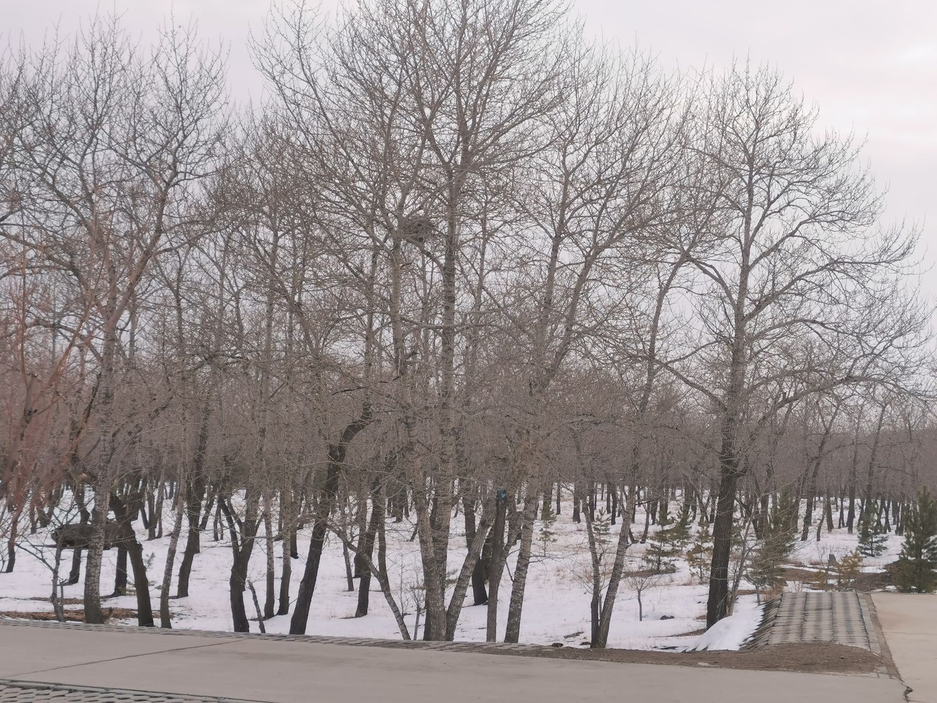 尚义森林公园旅行图片 2