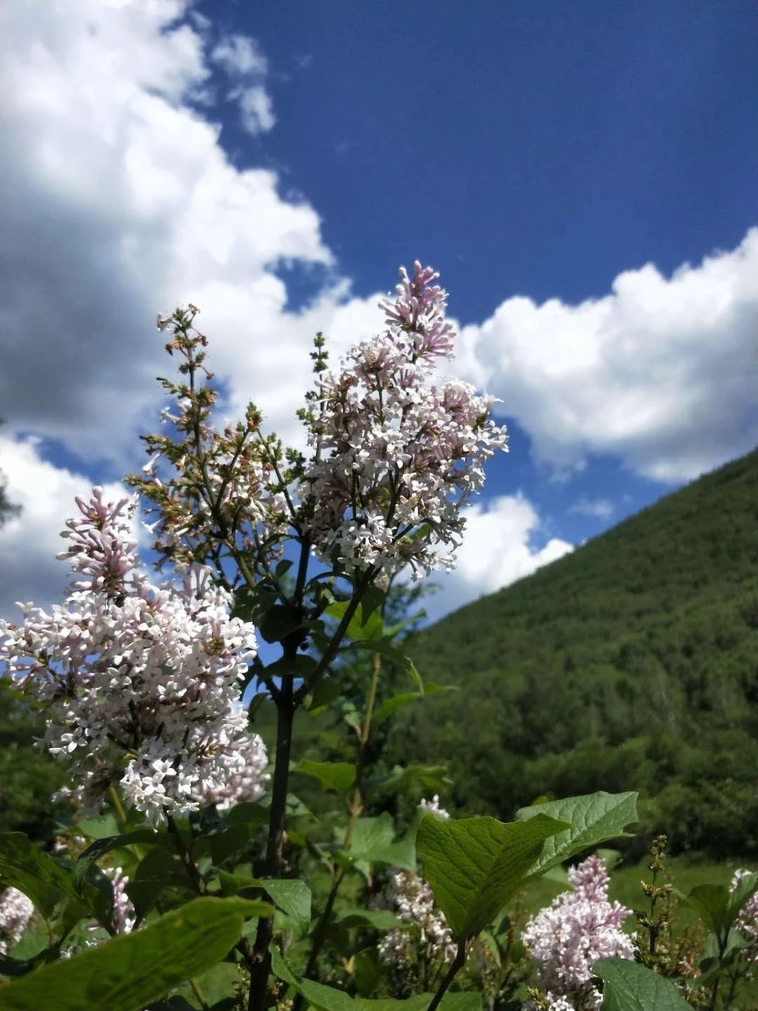 黑龙山森林公园旅行图片 2